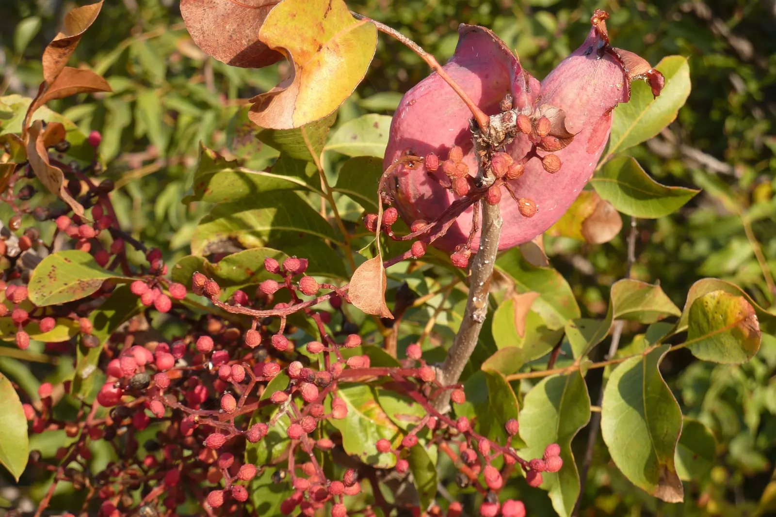 Turpentine Bush (Ericameria Laricifolia) — Standing at a modest height of 2 to 3 feet and spreading equally wide