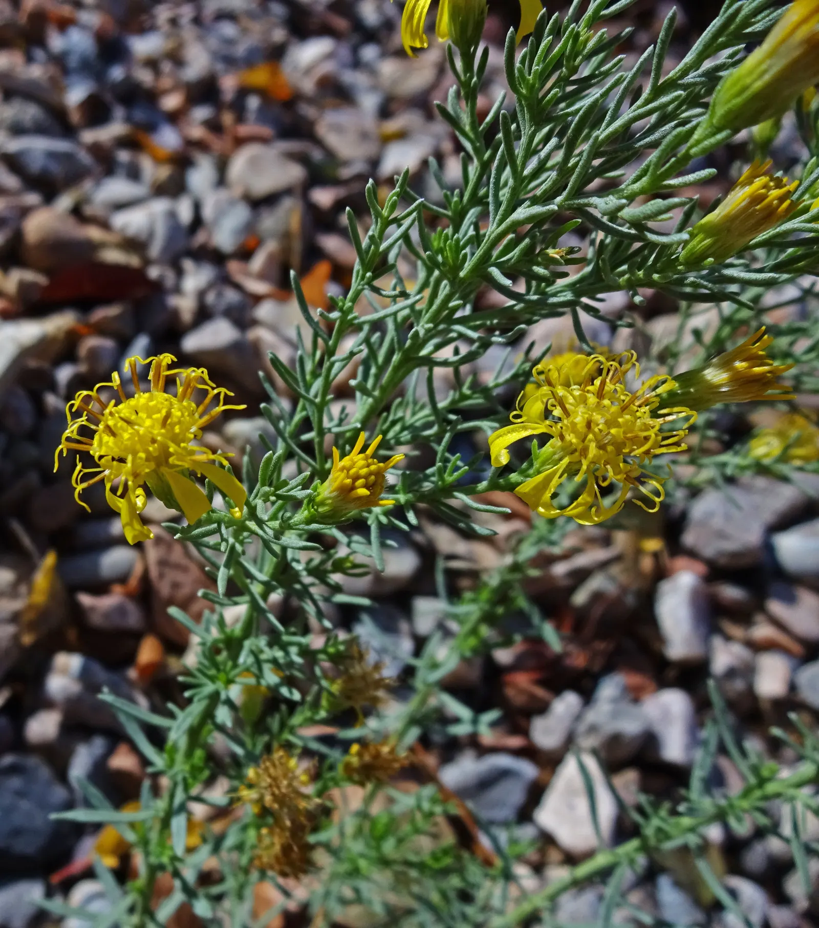 Turpentine Bush (Ericameria Laricifolia) — the Turpentine Bush adds unique visual interest to the plant palette