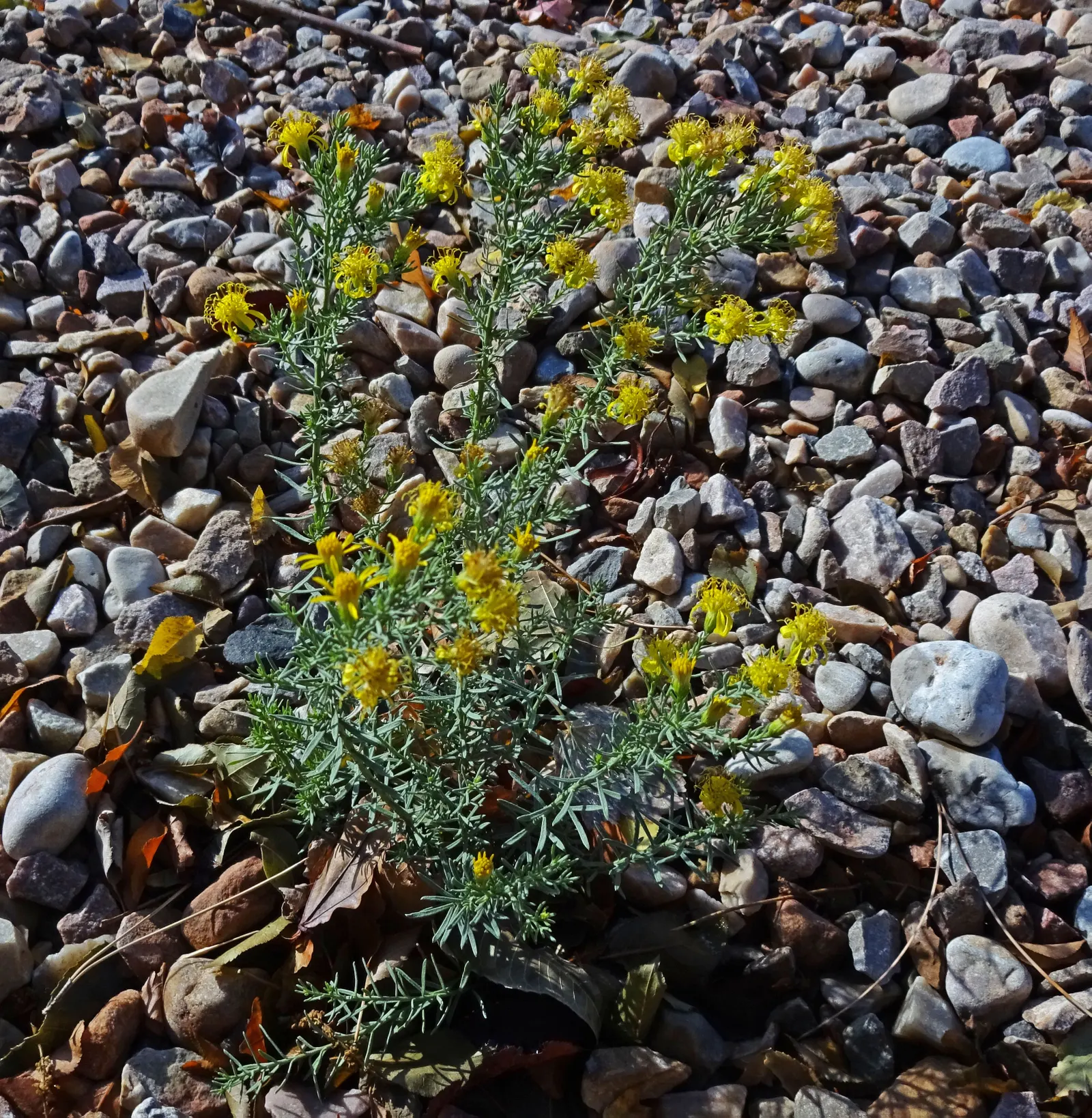 Turpentine Bush (Ericameria Laricifolia) — the shrub transforms as it becomes adorned in a profusion of bright