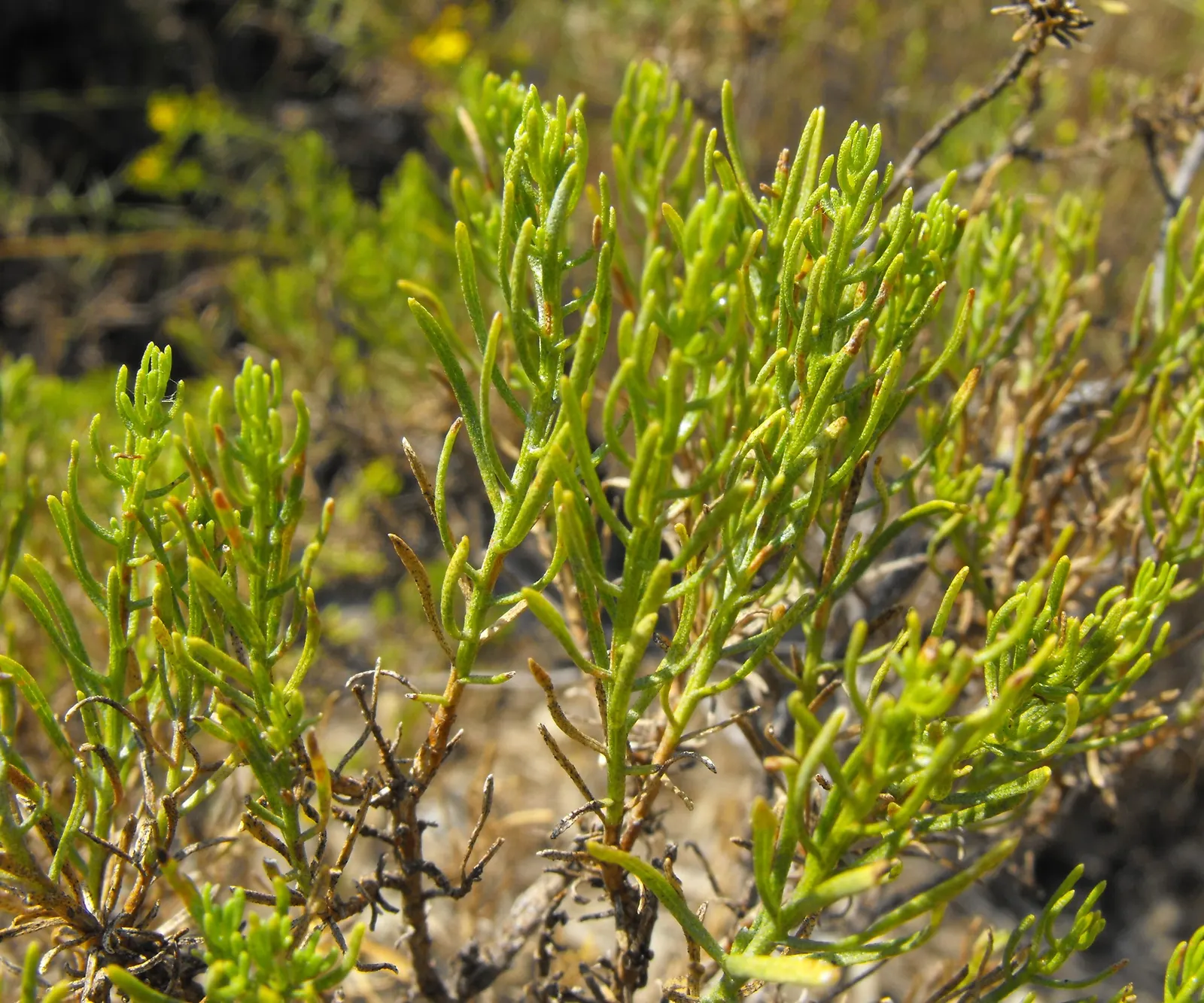 Turpentine Bush (Ericameria Laricifolia) — thriving in USDA Hardiness Zones 7 through 10