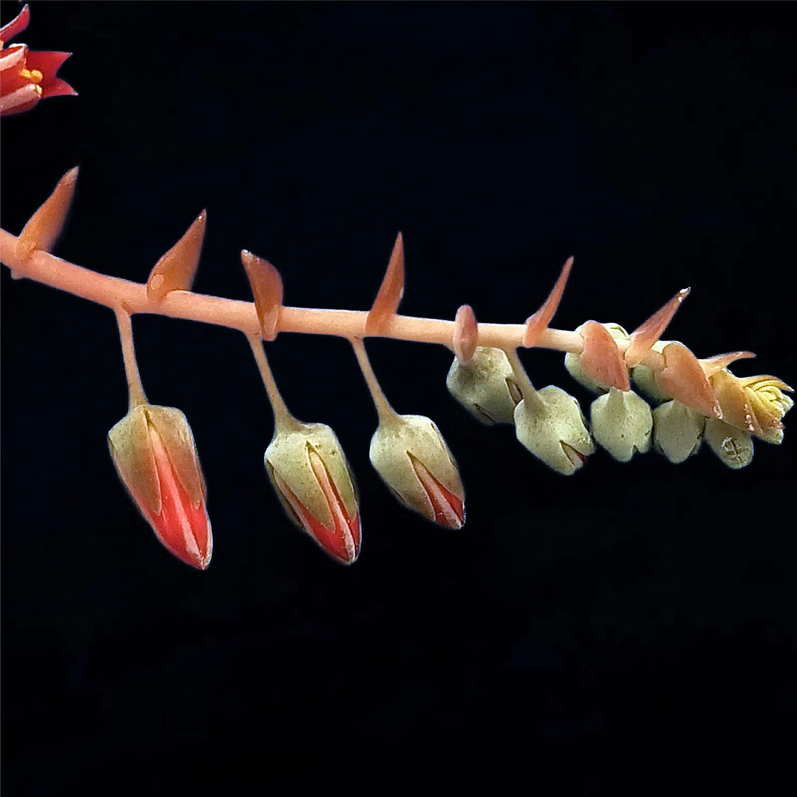 Chalk Dudleya (Dudleya Pulverulenta) — The Chalk Dudleya (Dudleya pulverulenta)