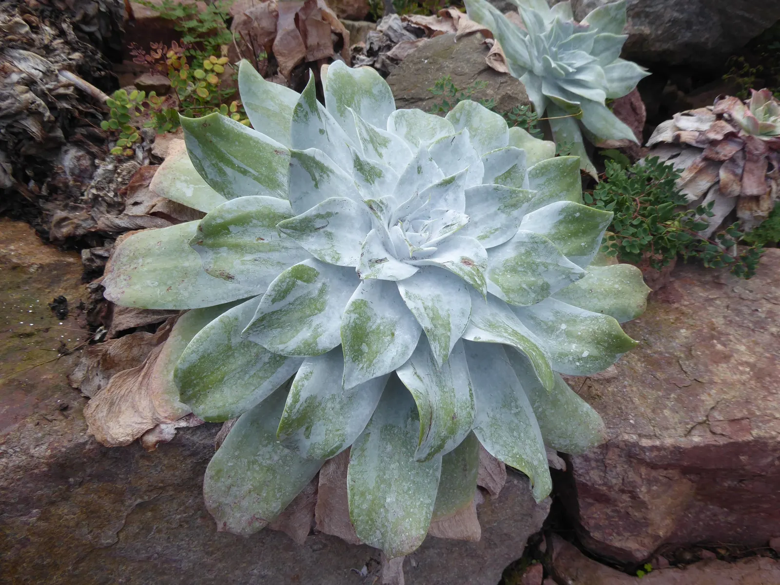 Chalk Dudleya (Dudleya Pulverulenta) — diminishing the need for frequent irrigation