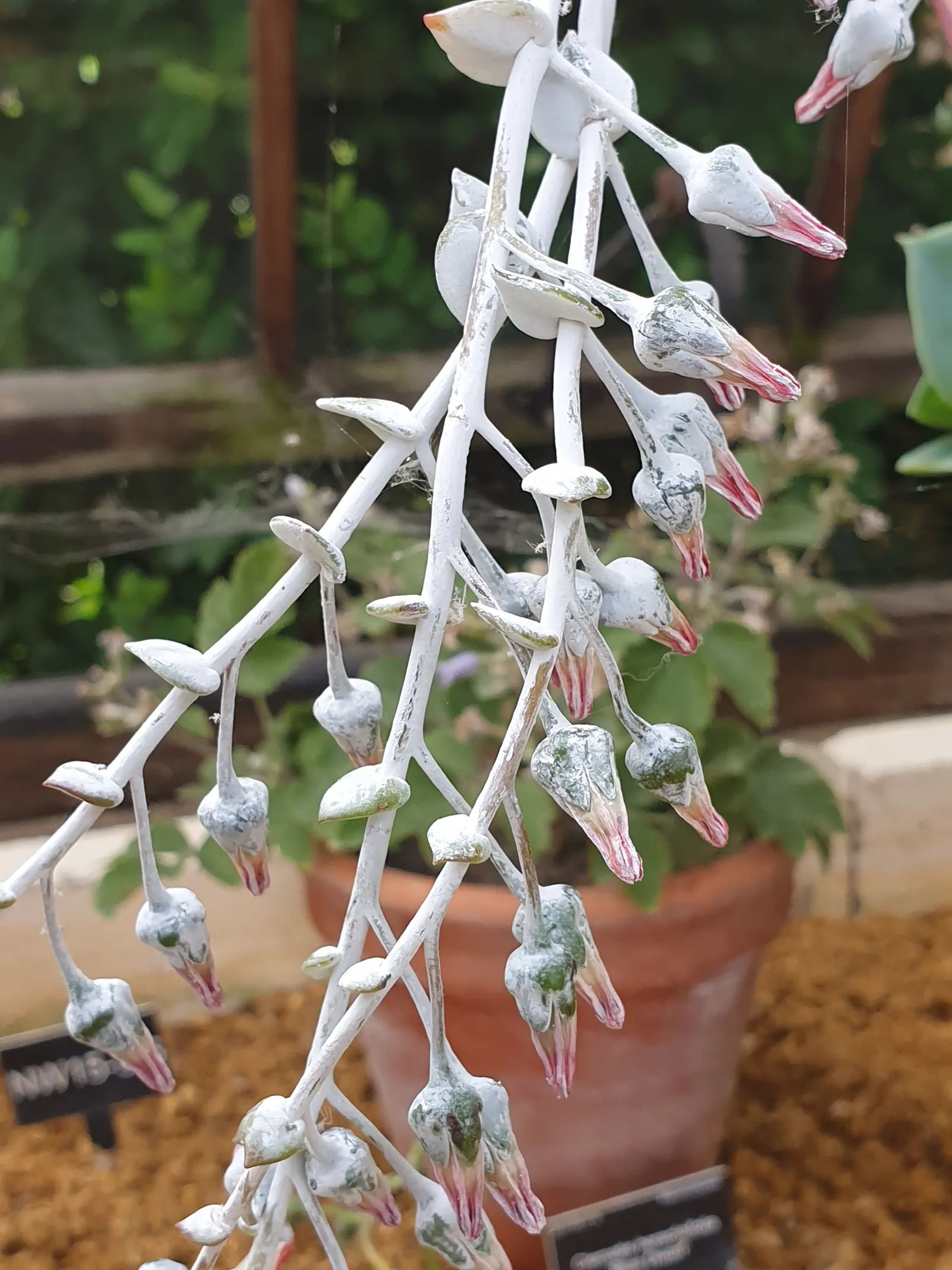 Chalk Dudleya (Dudleya Pulverulenta) — features a rosette of fleshy; hailing from the coastal cliffs and steep slopes of Southern California and Northern Baja