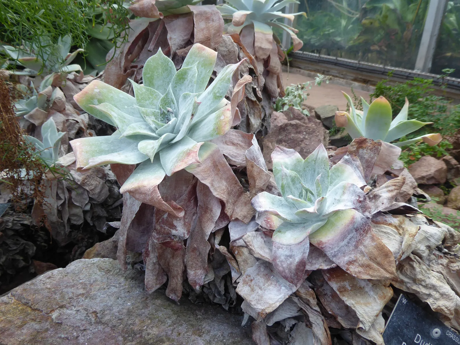 Chalk Dudleya (Dudleya Pulverulenta) — it requires well-drained soil with minimal nutrients and is best grown in Full Sun to Partial Shade