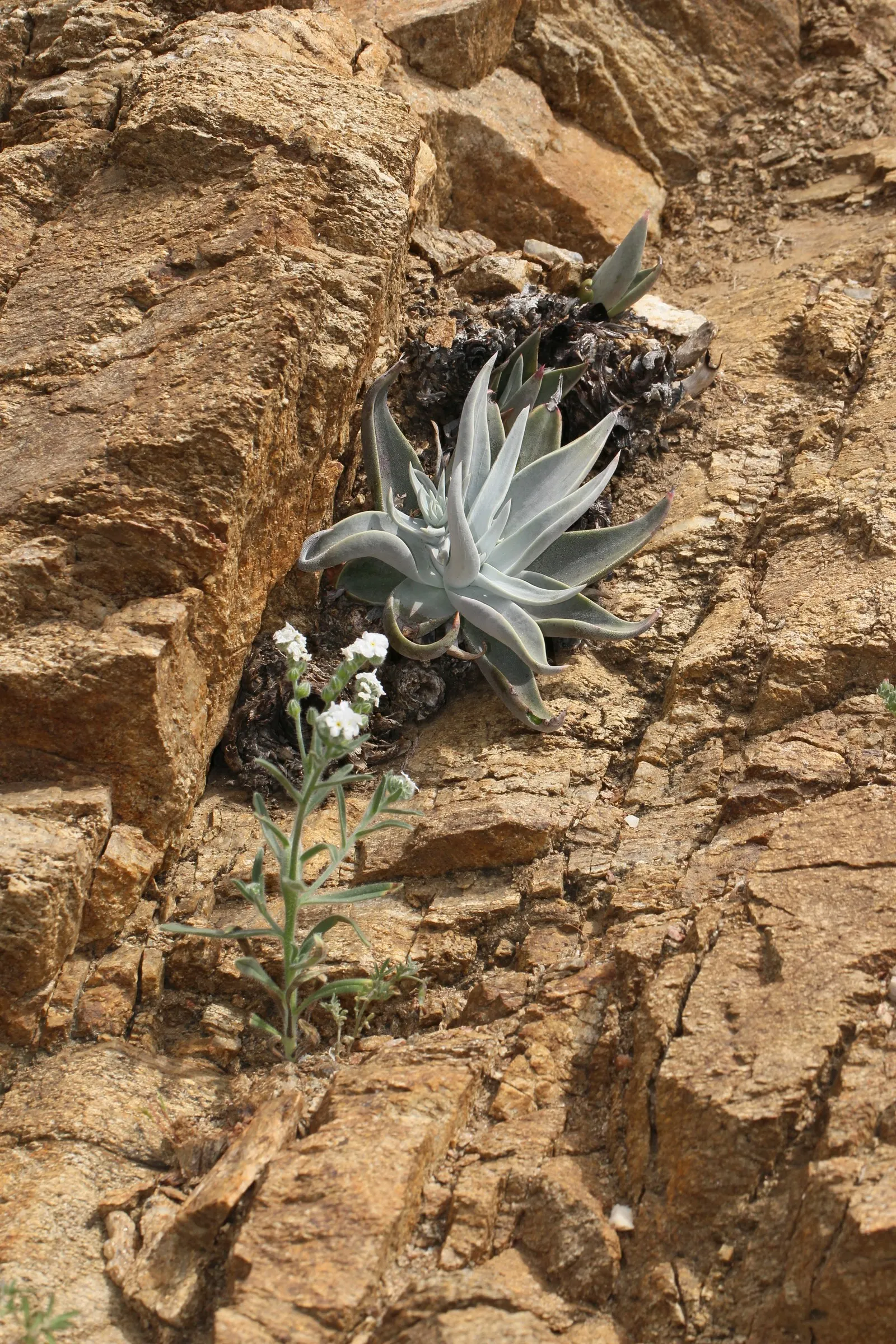 Chalk Dudleya (Dudleya Pulverulenta) — Keep frost-free for optimal growth; drought-tolerant and sun-loving