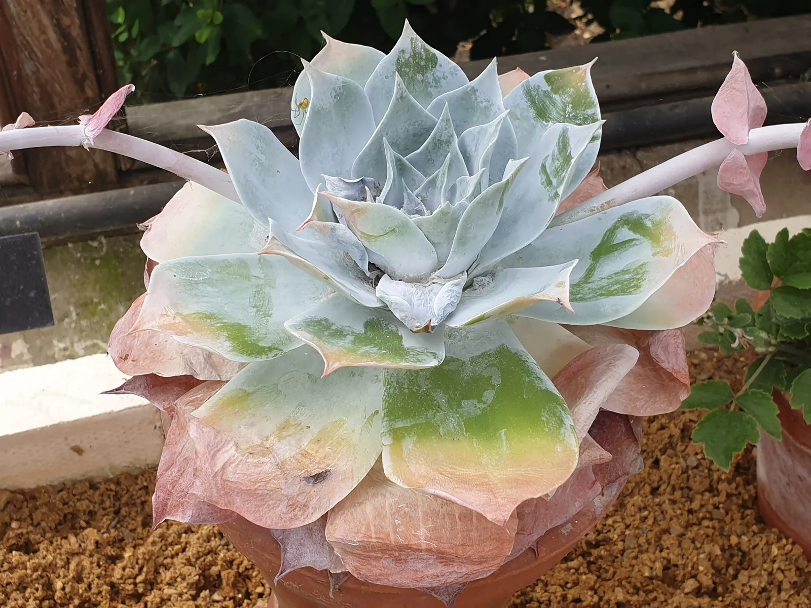 Chalk Dudleya (Dudleya Pulverulenta) — features a rosette of fleshy