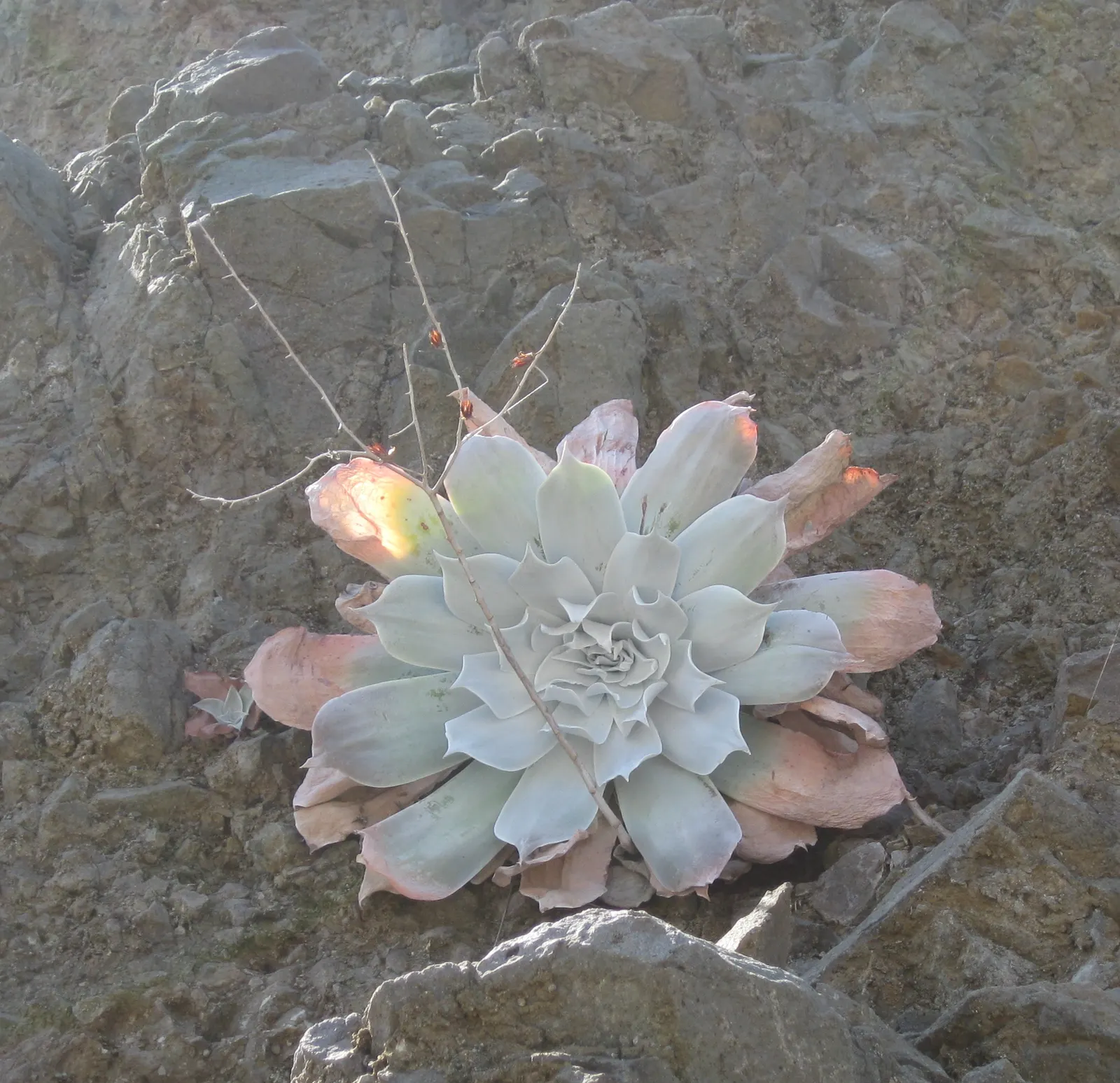 Chalk Dudleya (Dudleya Pulverulenta) — Chalk Dudleya sends up 1- to 2-foot tall flower stalks topped with vibrant red and yellow flowers