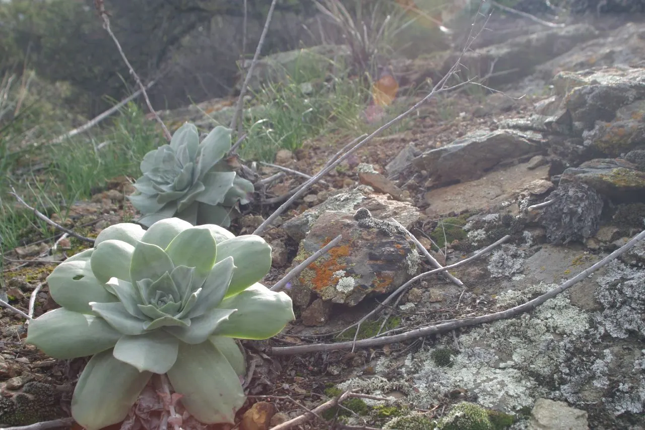 Chalk Dudleya (Dudleya Pulverulenta) — Drought-tolerant and sun-loving; keep frost-free for optimal growth