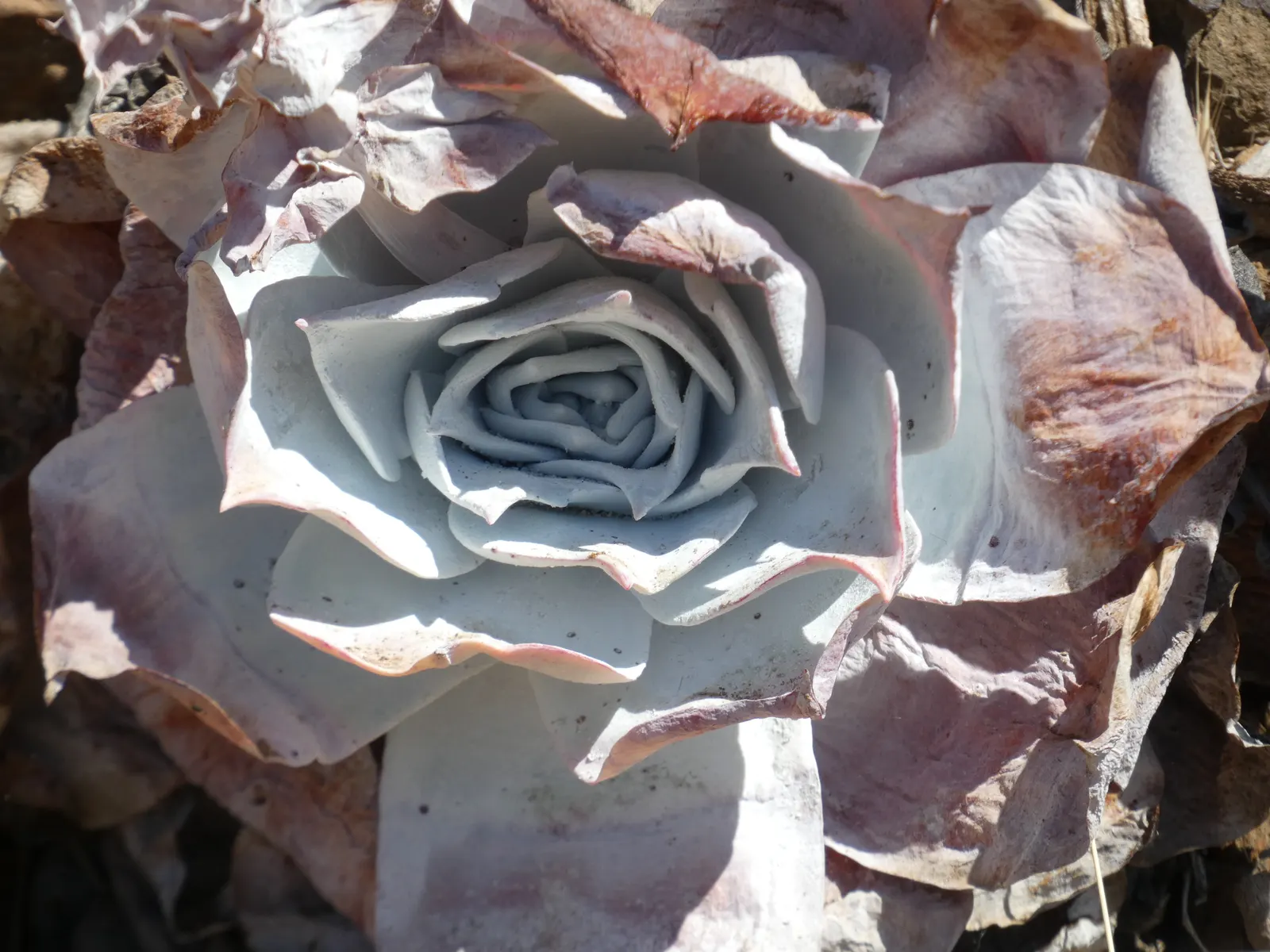 Chalk Dudleya (Dudleya Pulverulenta) — and makes the Chalk Dudleya particularly drought-tolerant.<br><br>In the spring to early summer; reflecting intense