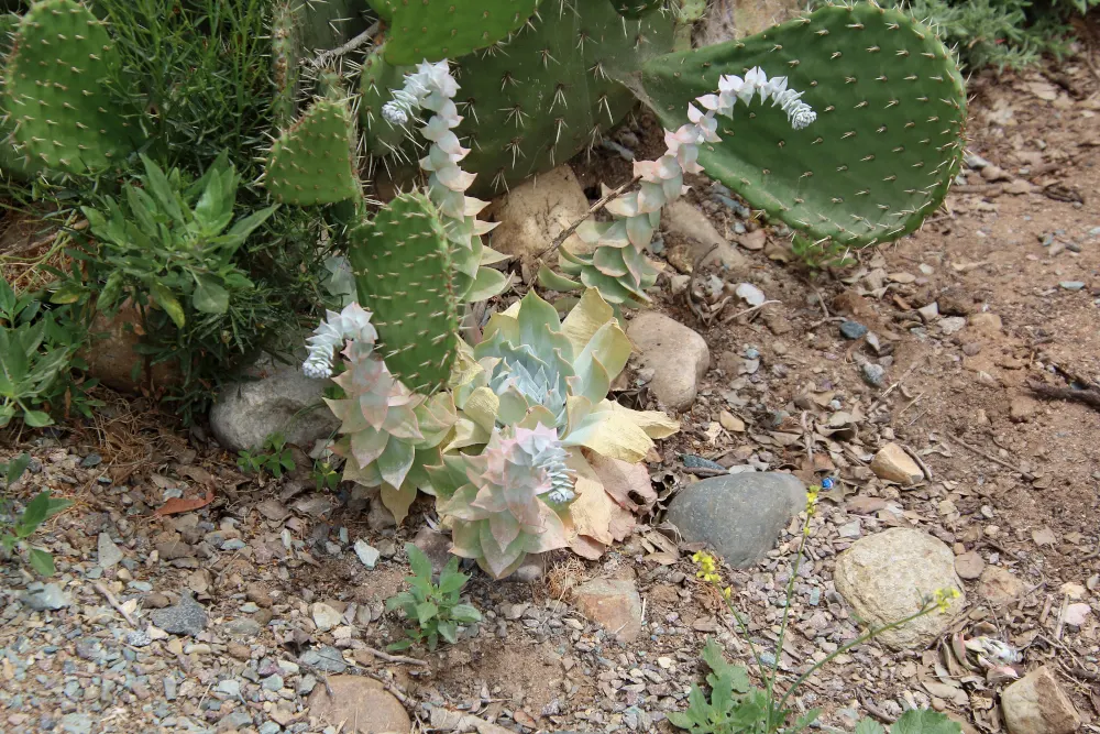 Chalk Dudleya (Dudleya Pulverulenta) — Each fleshy leaf uniquely retains a silvery bloom that acts as a sunblock
