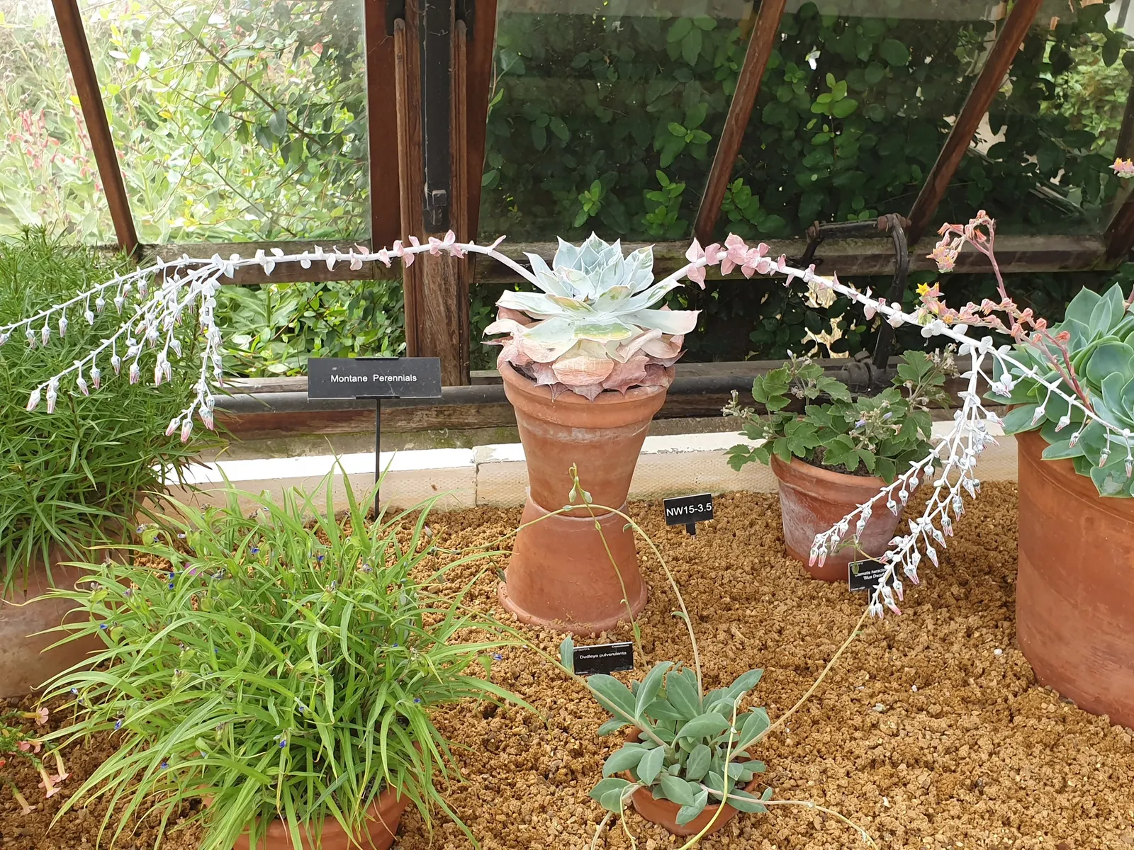 Chalk Dudleya (Dudleya Pulverulenta) — with special consideration during the winter to prevent root rot