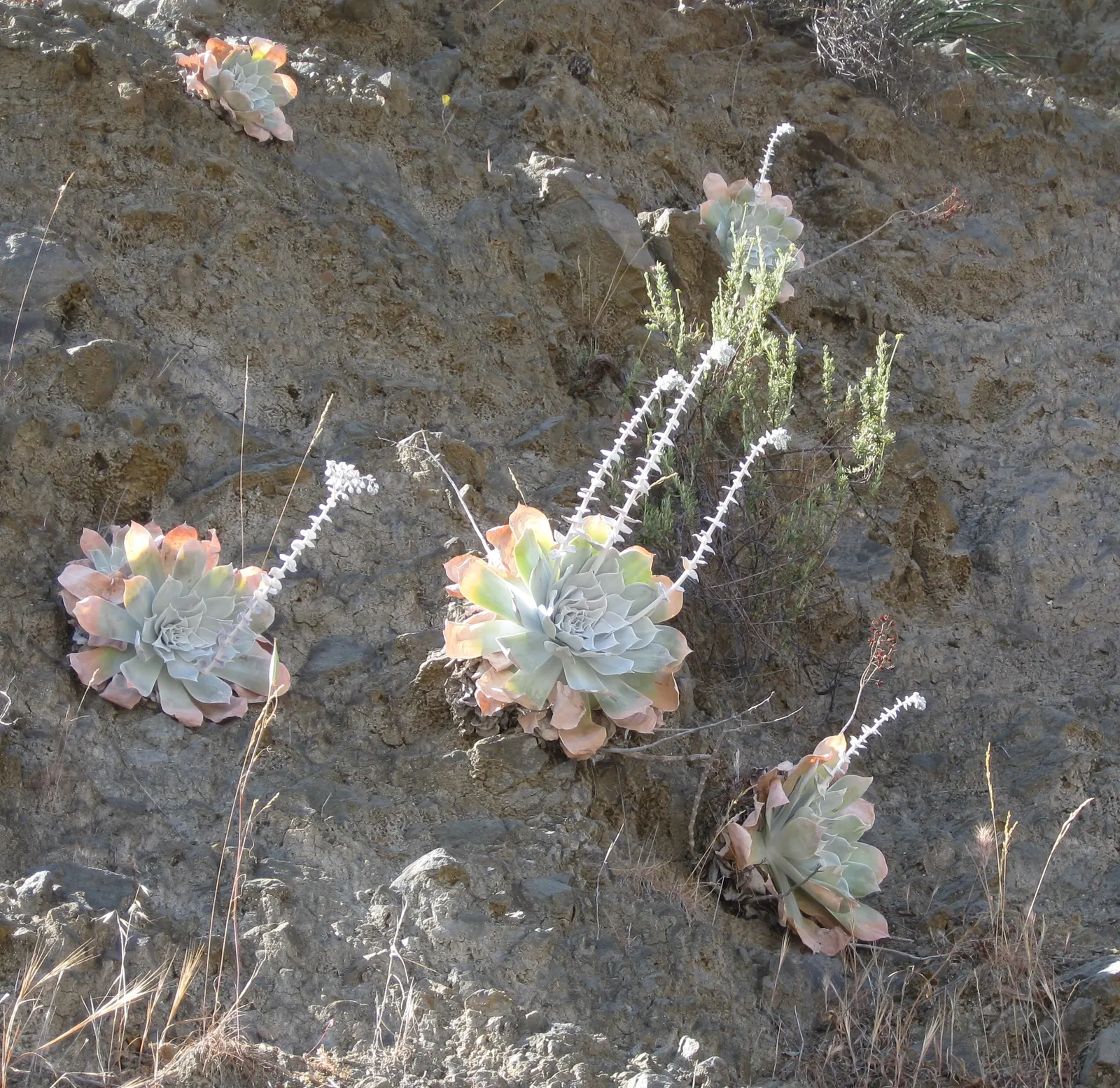 Chalk Dudleya (Dudleya Pulverulenta) — Keep frost-free for optimal growth