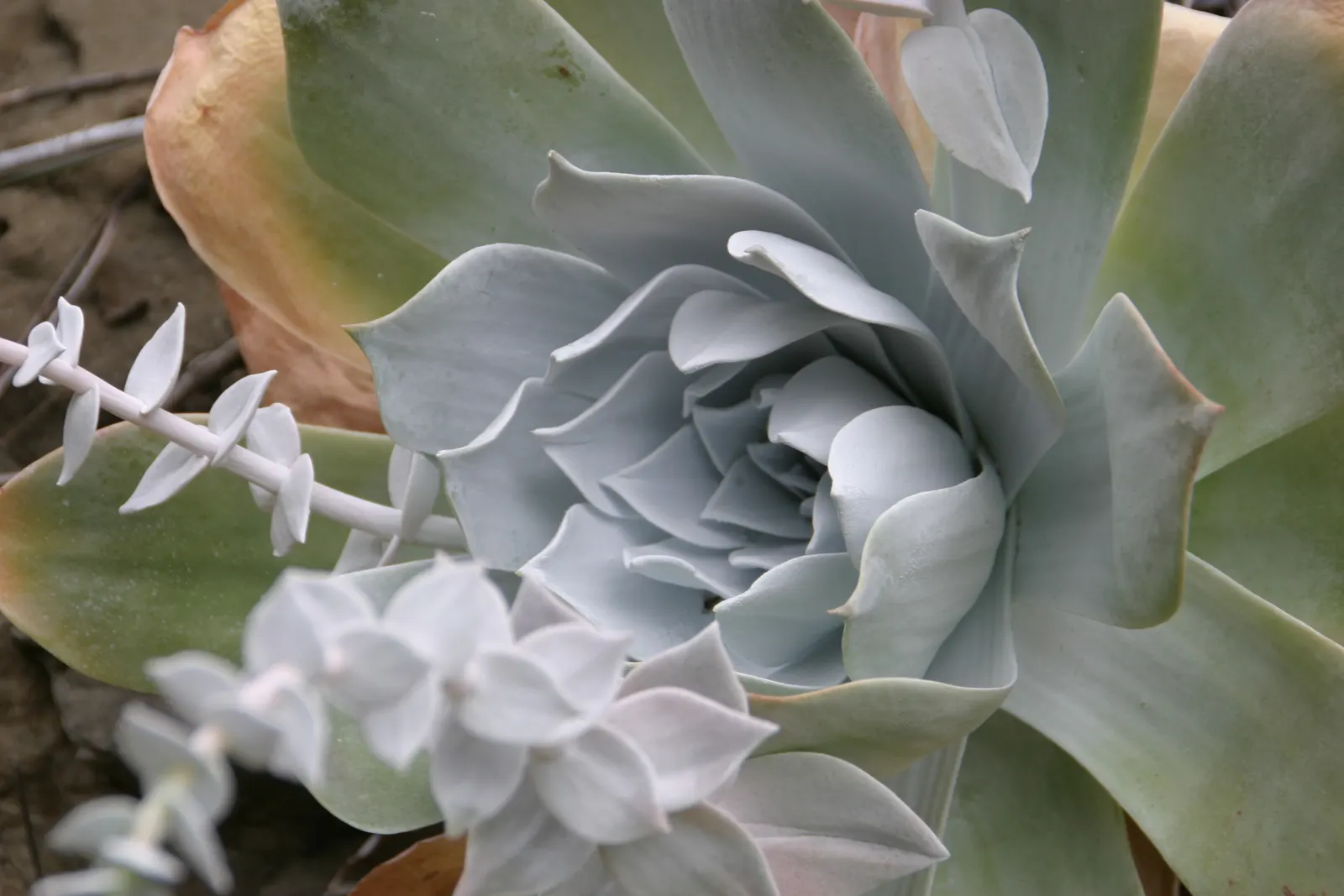 Chalk Dudleya (Dudleya Pulverulenta) — powder-coated leaves spanning up to 18 inches in diameter