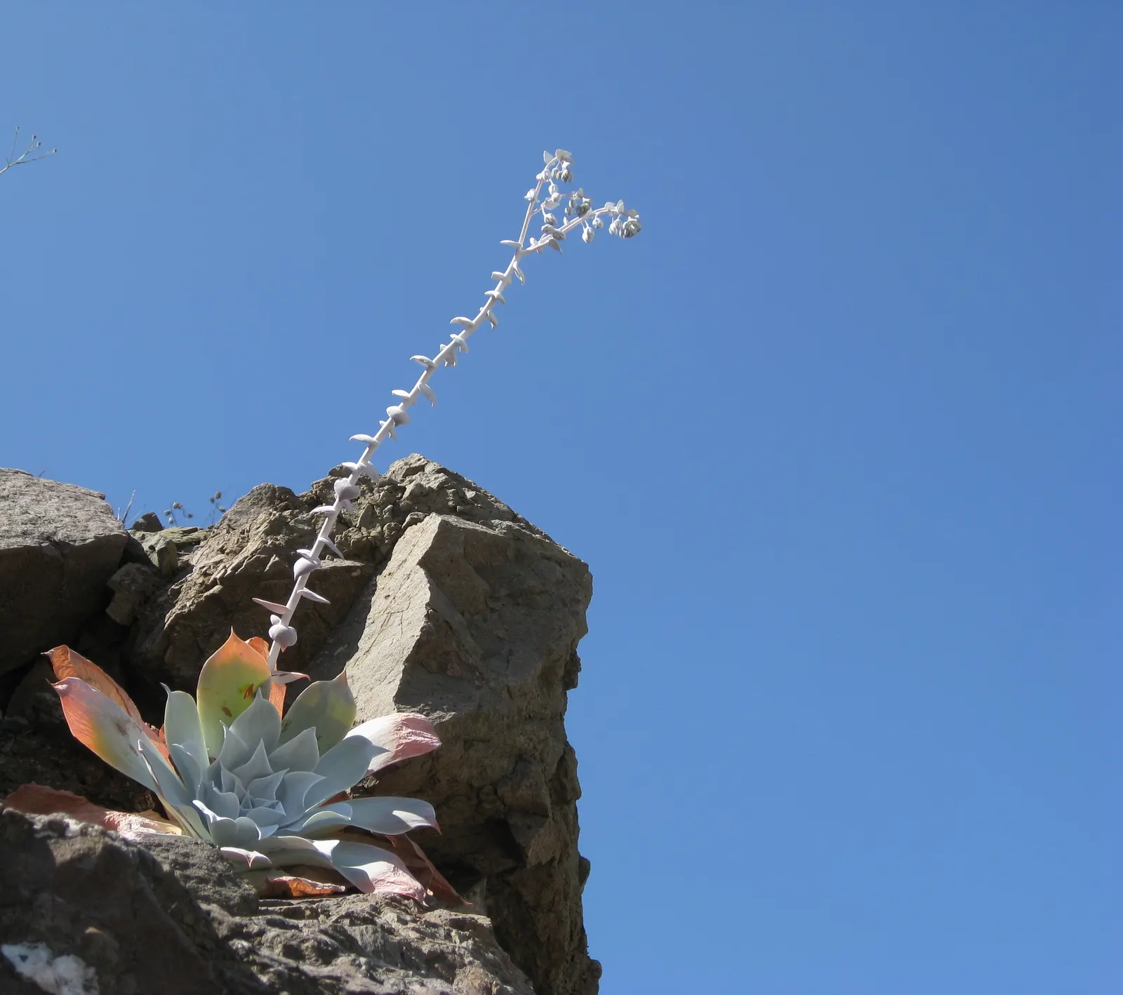 Chalk Dudleya (Dudleya Pulverulenta) — reflecting intense sunlight and offering protection from the harsh coastal elements