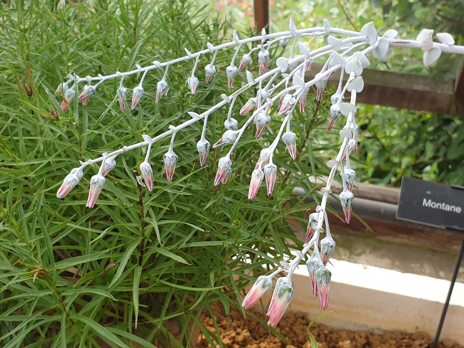 Chalk Dudleya (Dudleya Pulverulenta) — Regular watering is necessary but should be done sparingly