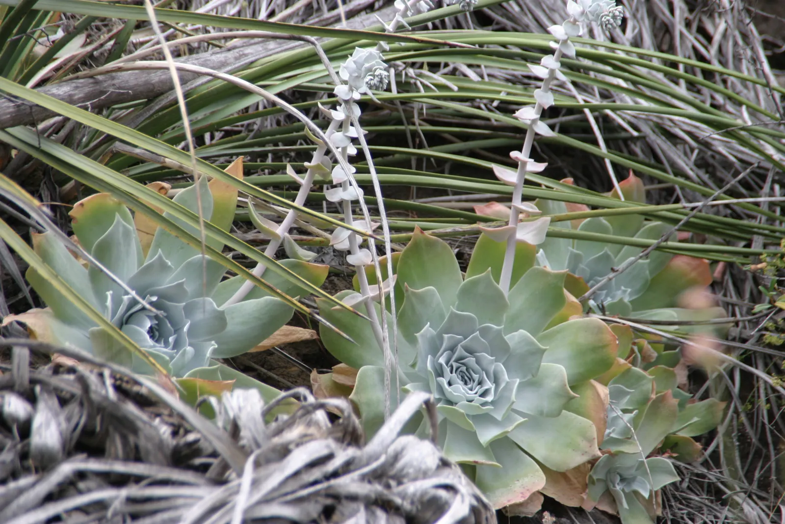 Chalk Dudleya (Dudleya Pulverulenta) — Each fleshy leaf uniquely retains a silvery bloom that acts as a sunblock; scientifically known as Dudleya pulverulenta