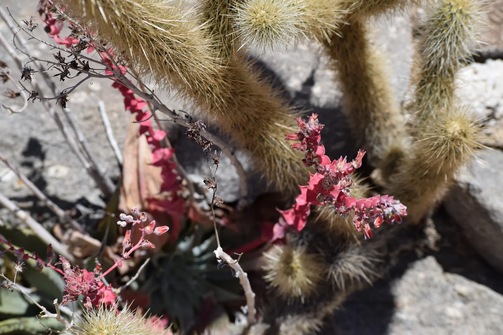 Chalk Dudleya (Dudleya Pulverulenta) — succulent with red blooms