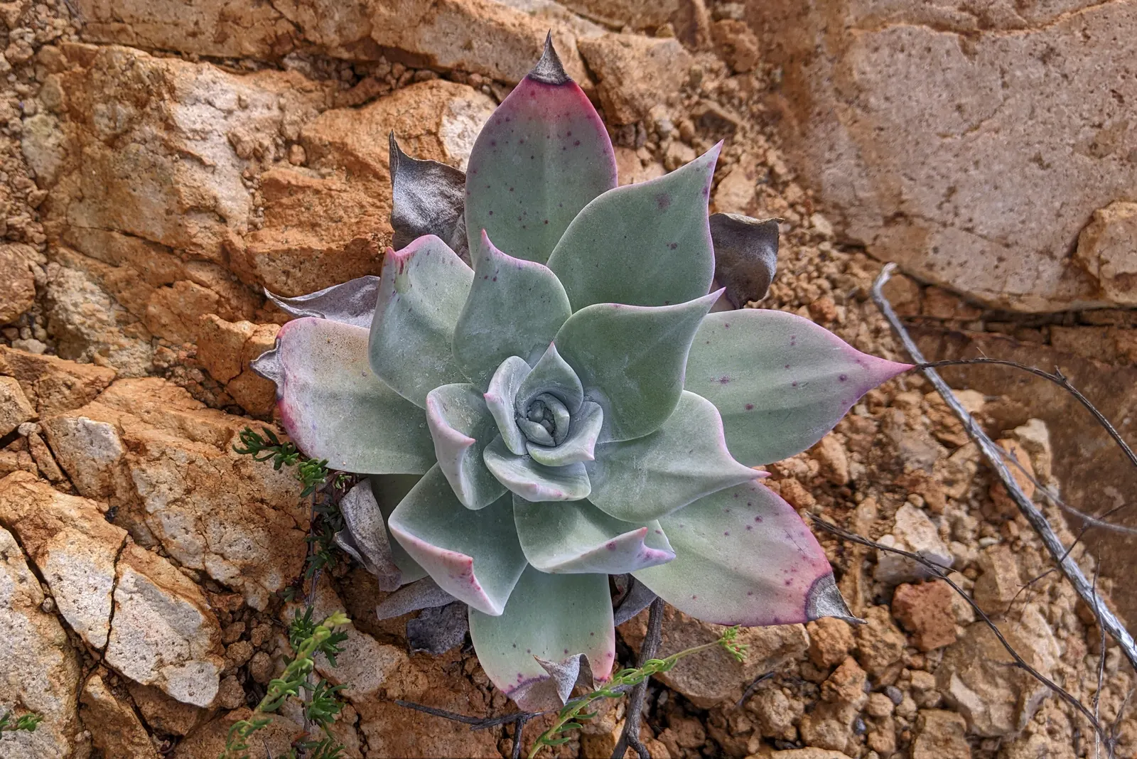 Chalk Dudleya (Dudleya Pulverulenta) — Ideal for rock gardens and Mediterranean landscapes