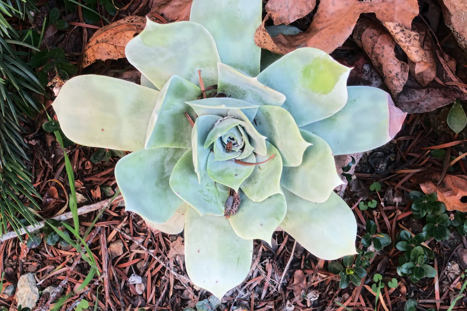 Chalk Dudleya (Dudleya Pulverulenta) — is a visually striking succulent that offers a distinct aesthetic to any garden design