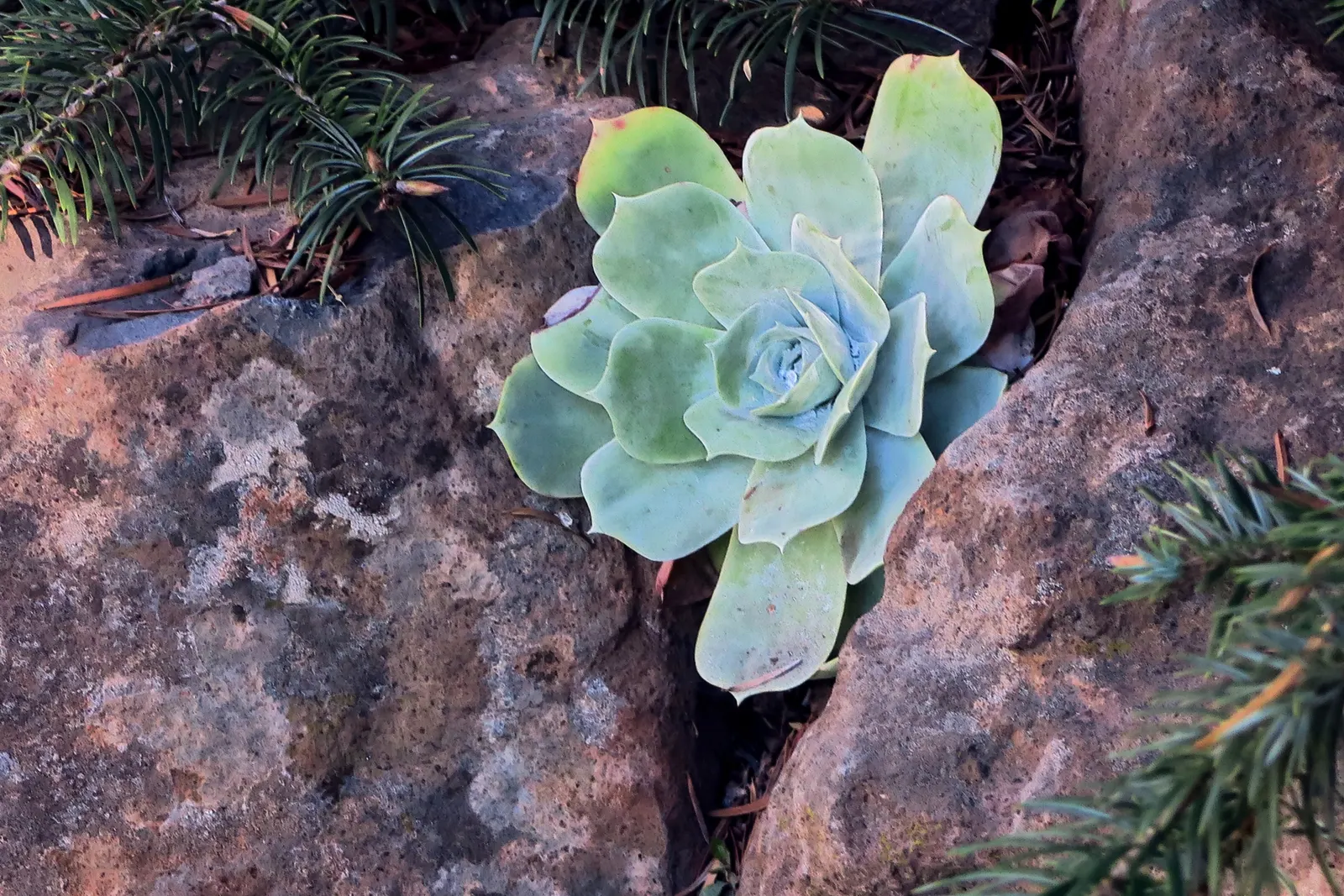 Chalk Dudleya (Dudleya Pulverulenta) — Hailing from the coastal cliffs and steep slopes of Southern California and Northern Baja California