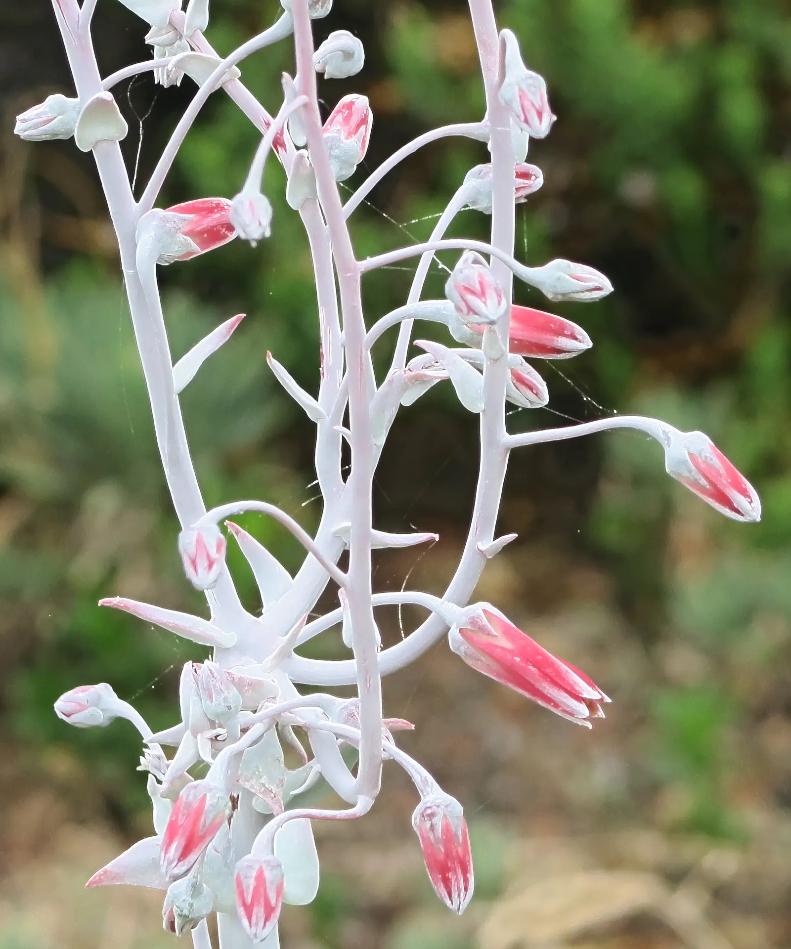 Chalk Dudleya (Dudleya Pulverulenta) — scientifically known as Dudleya pulverulenta