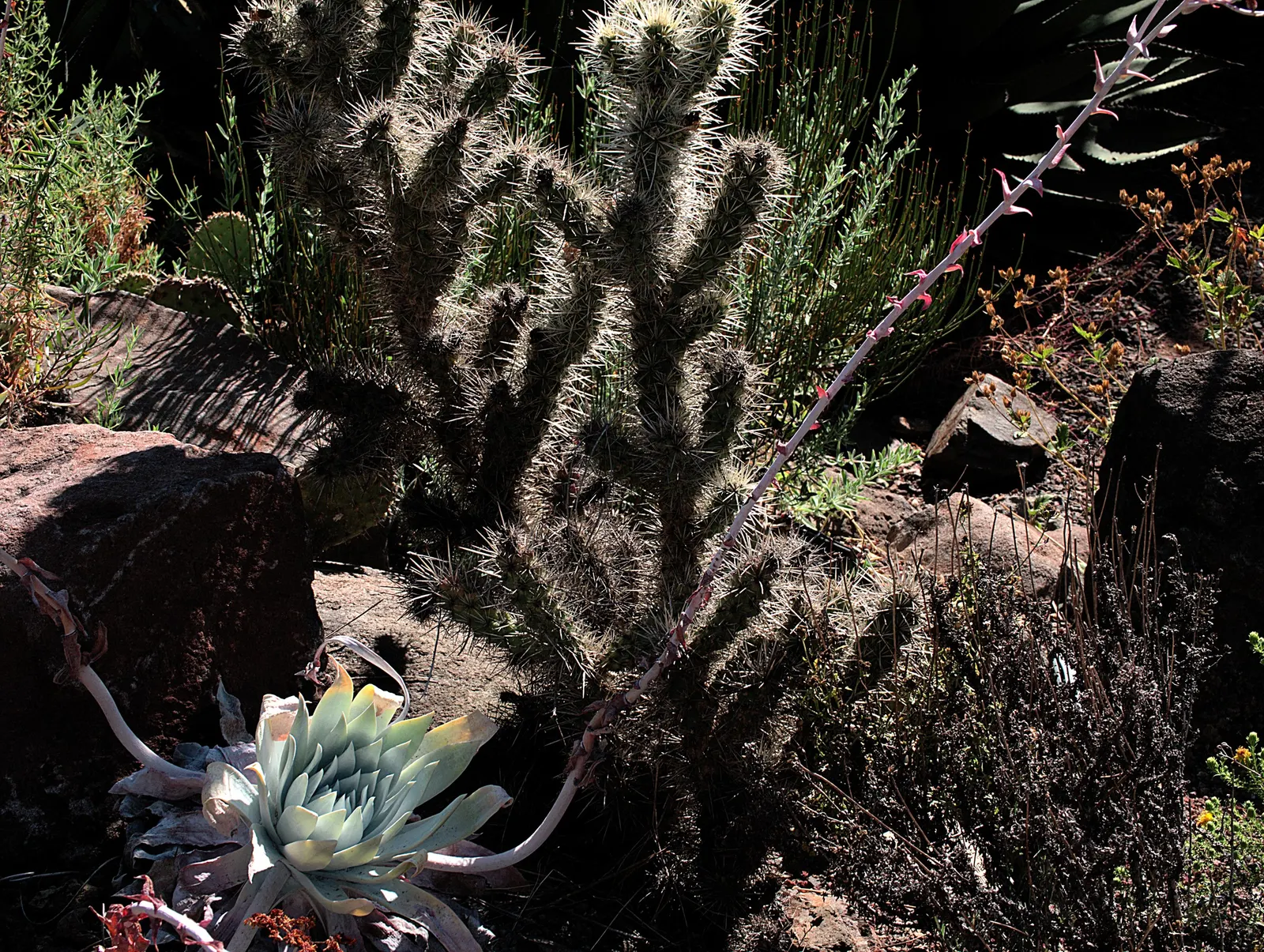Chalk Dudleya (Dudleya Pulverulenta) — This adaptation also conserves water