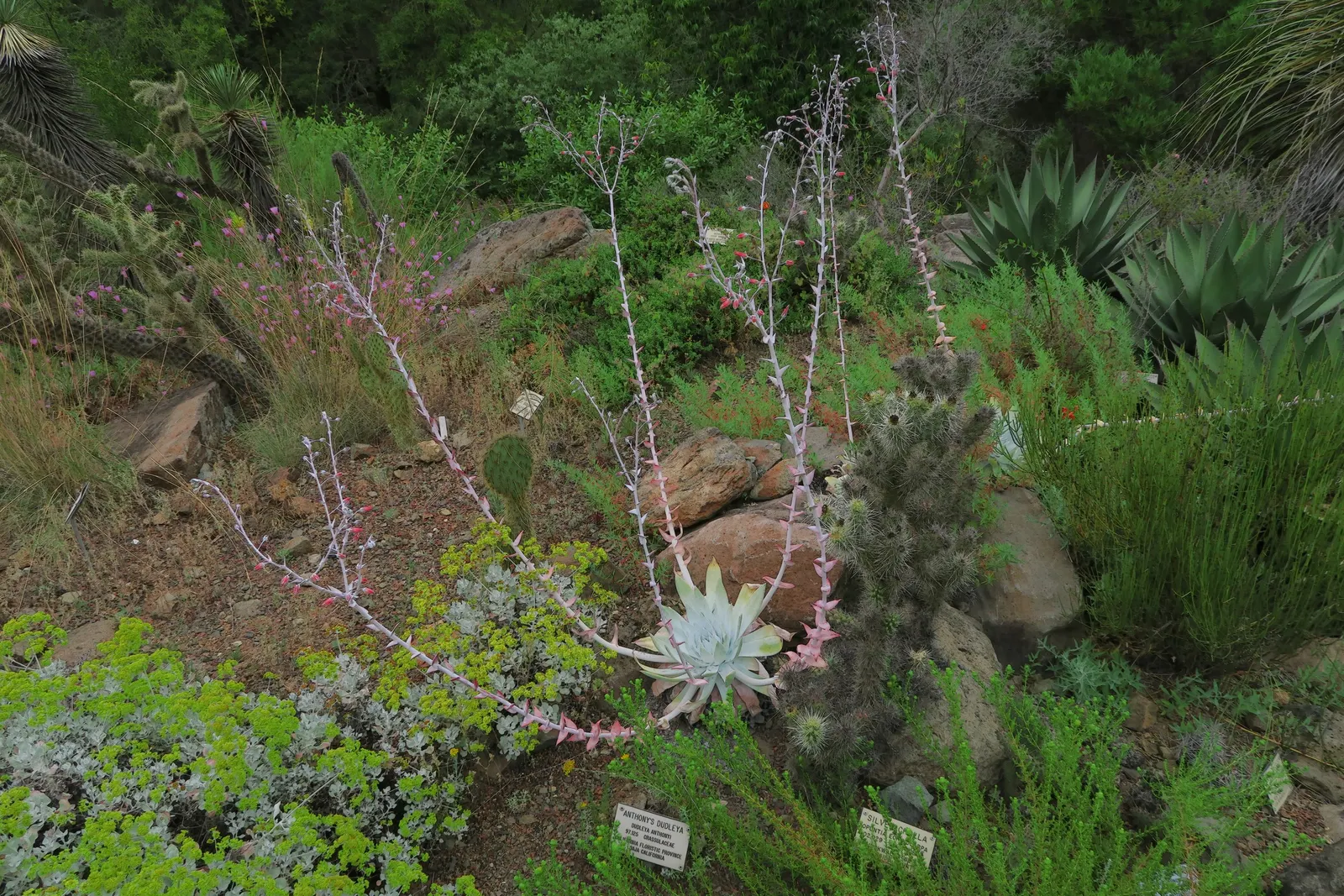 Chalk Dudleya (Dudleya Pulverulenta) — This adaptation also conserves water; succulent with red blooms
