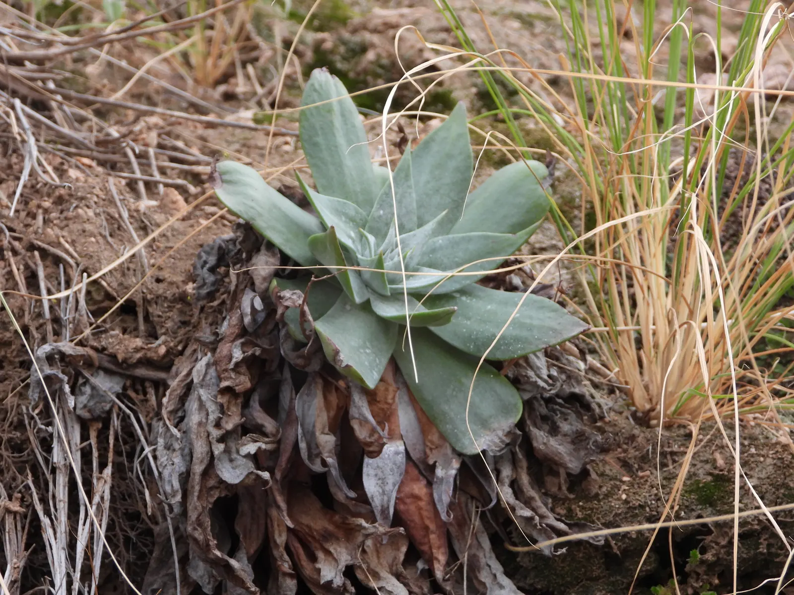 Chalk Dudleya (Dudleya Pulverulenta) — Hardy to USDA Zone 9, it can tolerate temperatures as low as 25&deg;F to 30&deg;F for brief periods