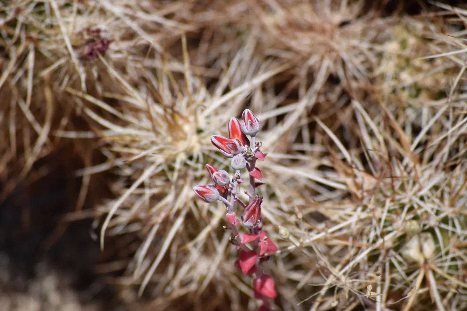 Chalk Dudleya (Dudleya Pulverulenta) — The Chalk Dudleya (Dudleya pulverulenta); this California native thrives in USDA zones 9-11, prefers well-draining soil