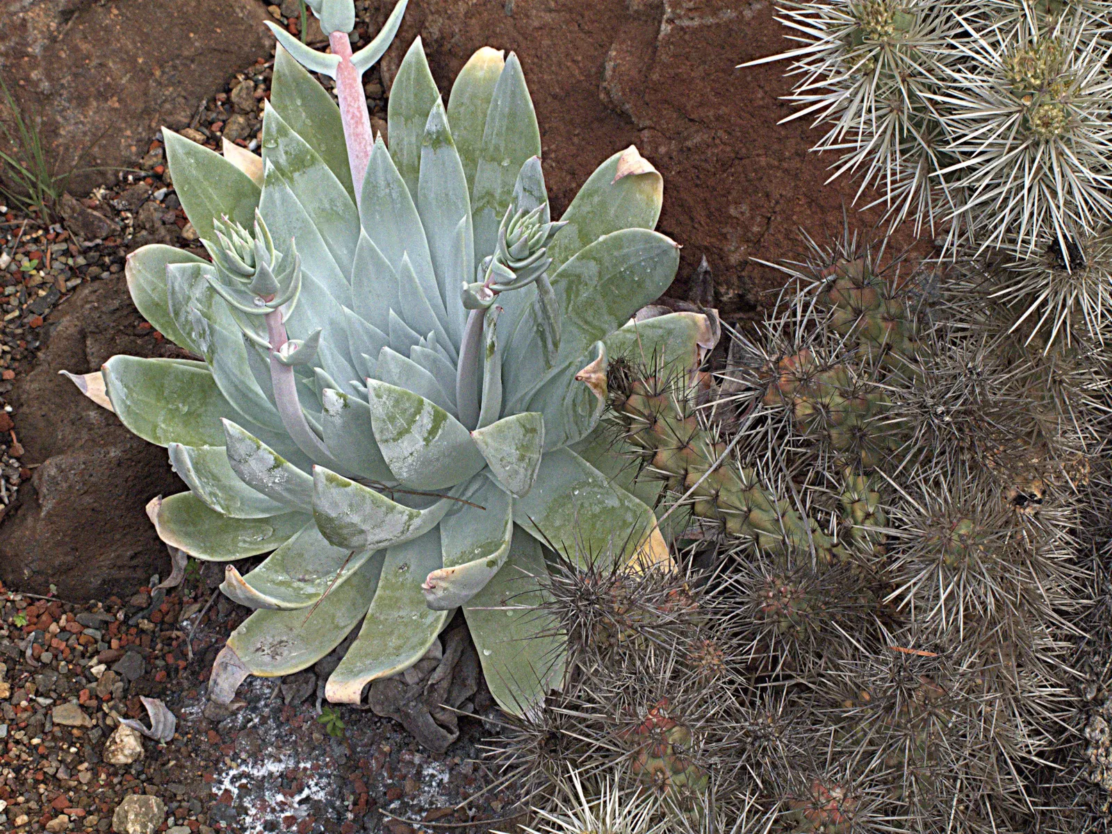 Chalk Dudleya (Dudleya Pulverulenta) — This California native thrives in USDA zones 9-11, prefers well-draining soil, and requires minimal watering