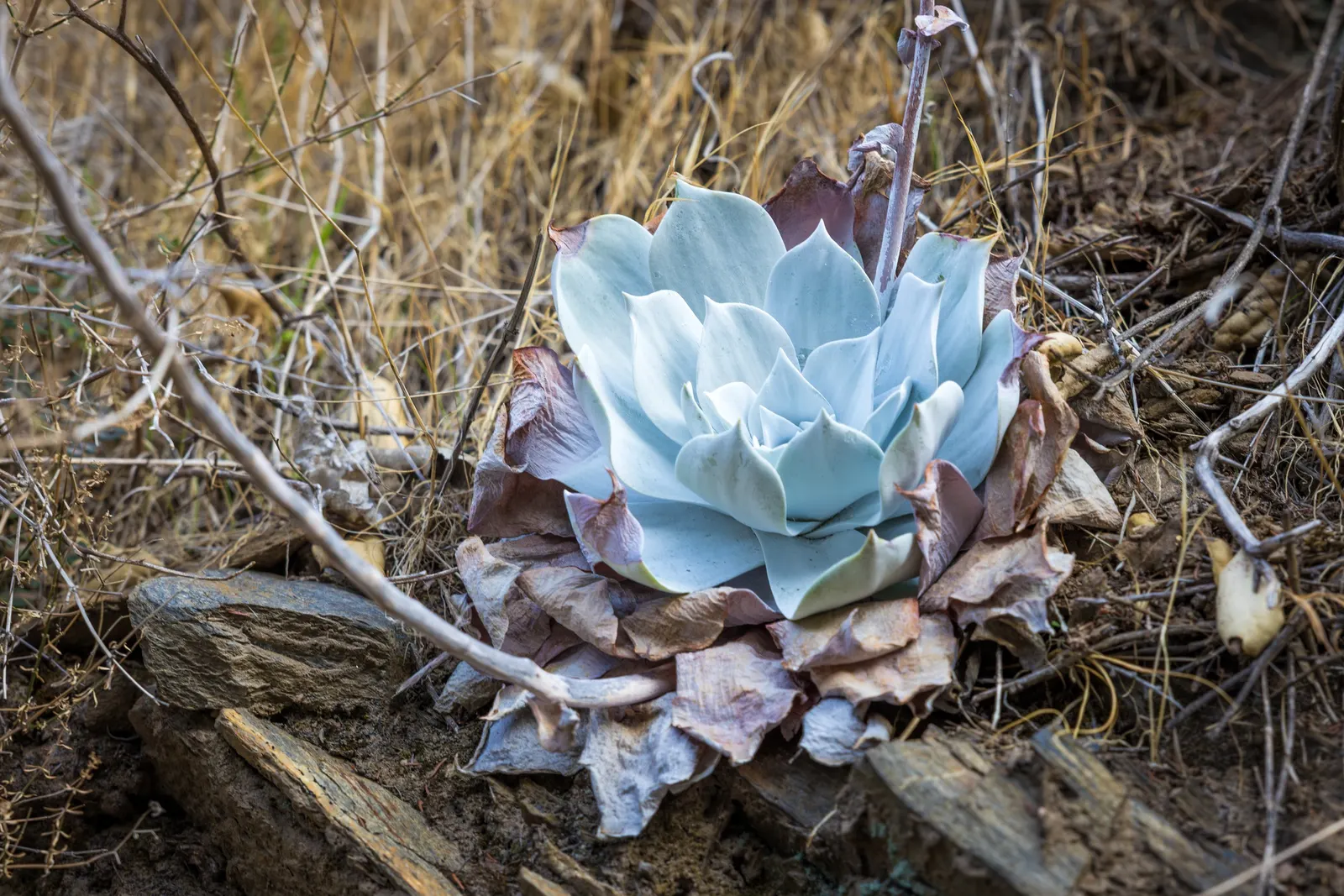 Chalk Dudleya (Dudleya Pulverulenta) — and makes the Chalk Dudleya particularly drought-tolerant.<br><br>In the spring to early summer