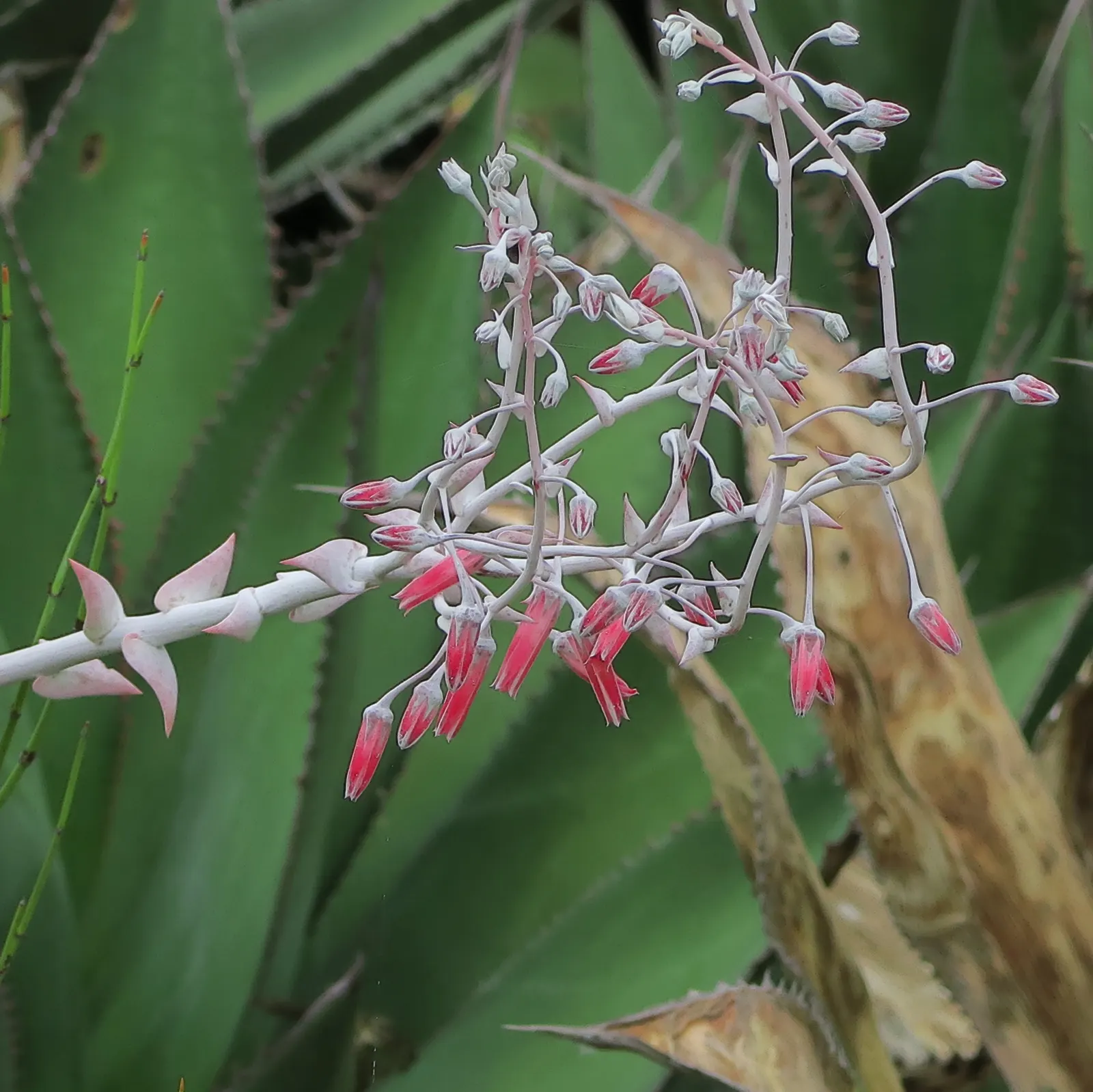 Chalk Dudleya (Dudleya Pulverulenta) — it showcases striking red blooms on 1-2 foot stalks in late spring to early summer