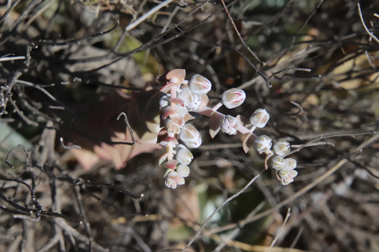 Chalk Dudleya (Dudleya Pulverulenta) — it showcases striking red blooms on 1-2 foot stalks in late spring to early summer; diminishing the need for frequent