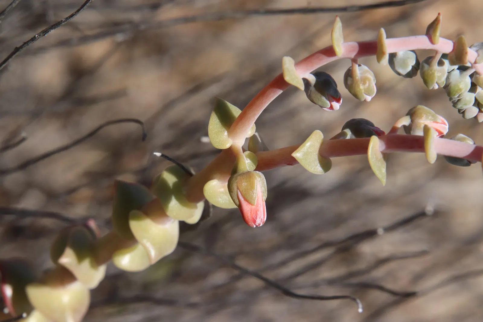 Chalk Dudleya (Dudleya Pulverulenta) — is a visually striking succulent that offers a distinct aesthetic to any garden design; hardy to USDA Zone 9, it can