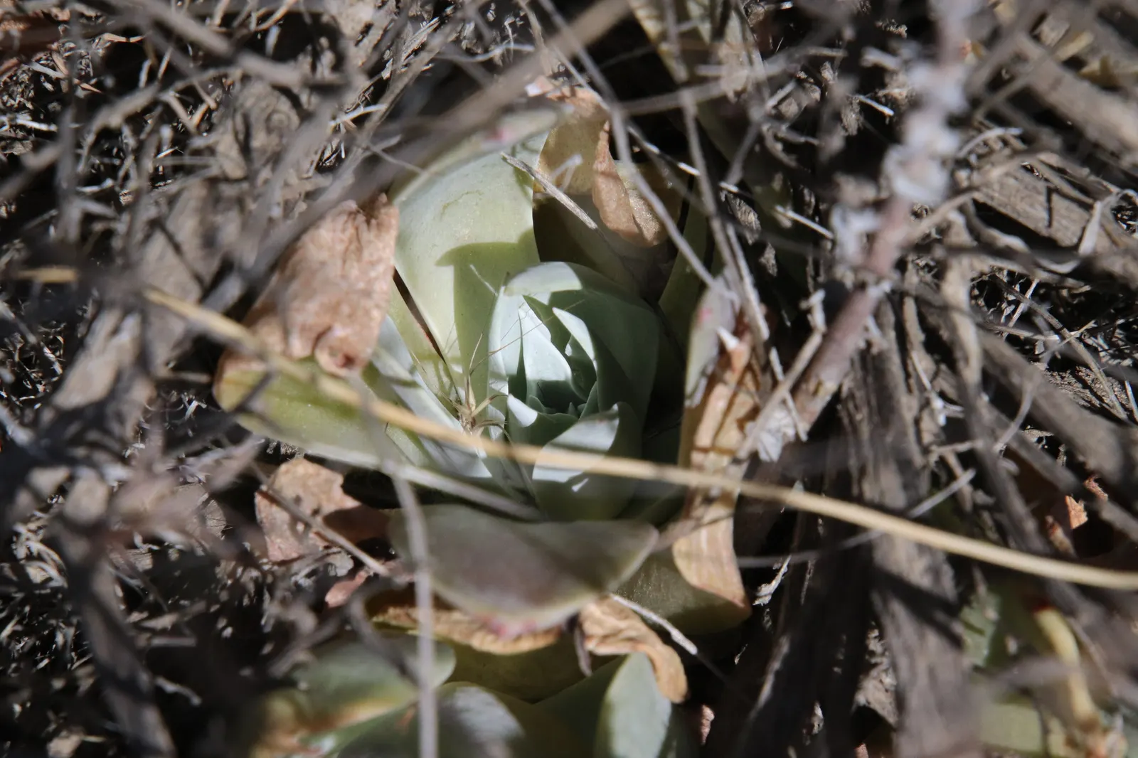 Chalk Dudleya (Dudleya Pulverulenta) — Hailing from the coastal cliffs and steep slopes of Southern California and Northern Baja California; features a rosette
