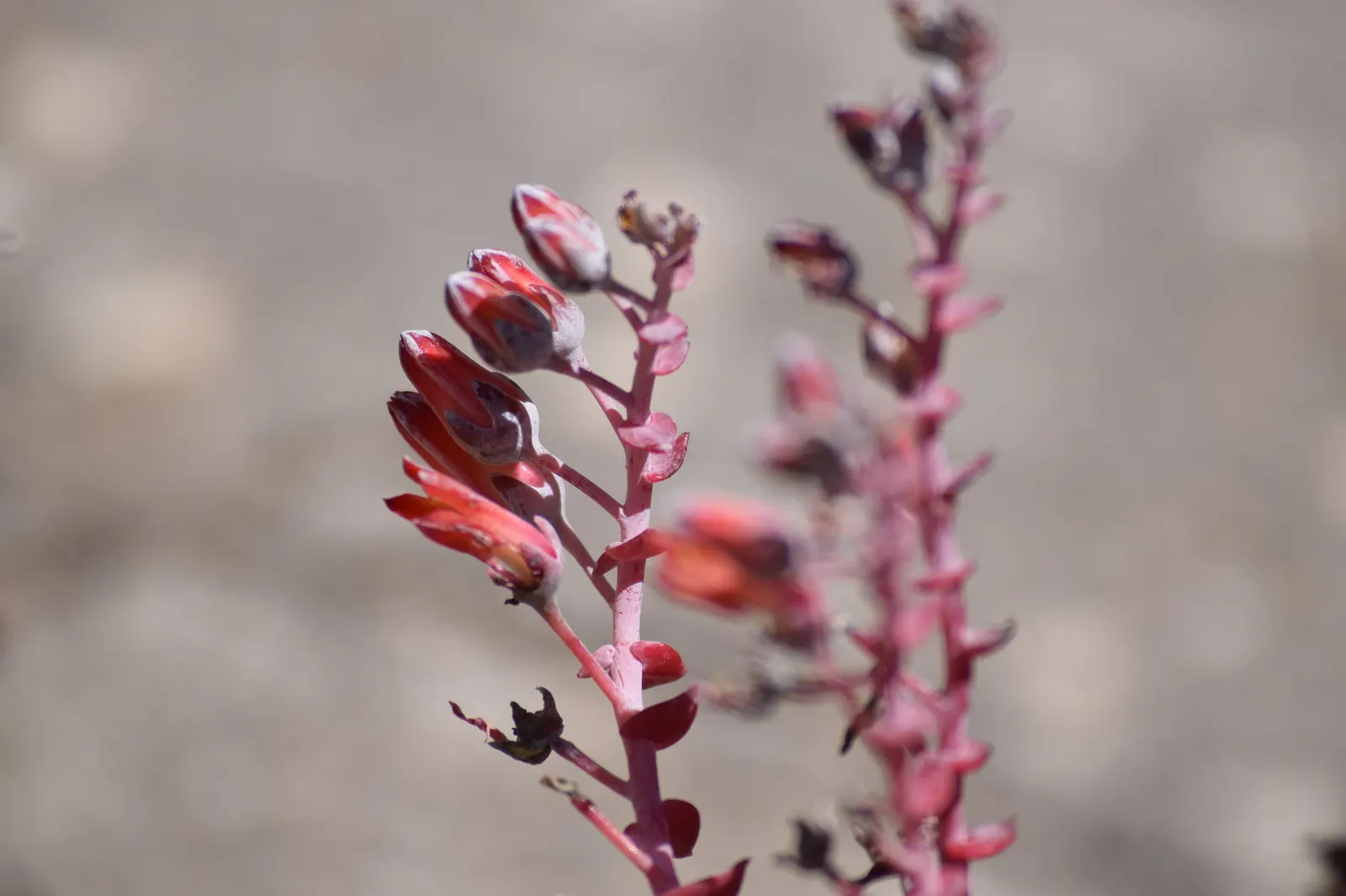 Chalk Dudleya (Dudleya Pulverulenta) — powder-coated leaves spanning up to 18 inches in diameter; it requires well-drained soil with minimal nutrients and is