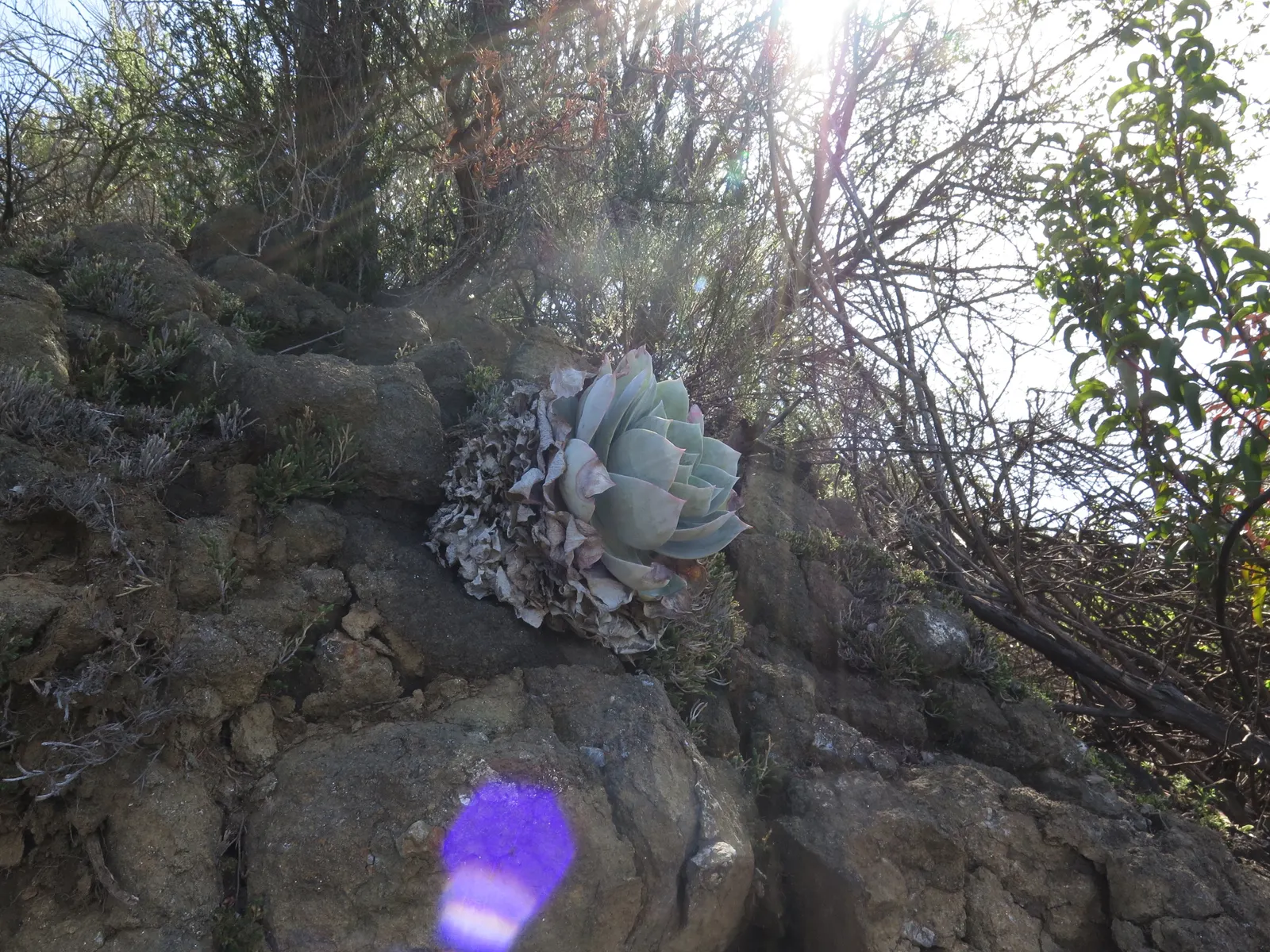 Chalk Dudleya (Dudleya Pulverulenta) — succulent for full or half