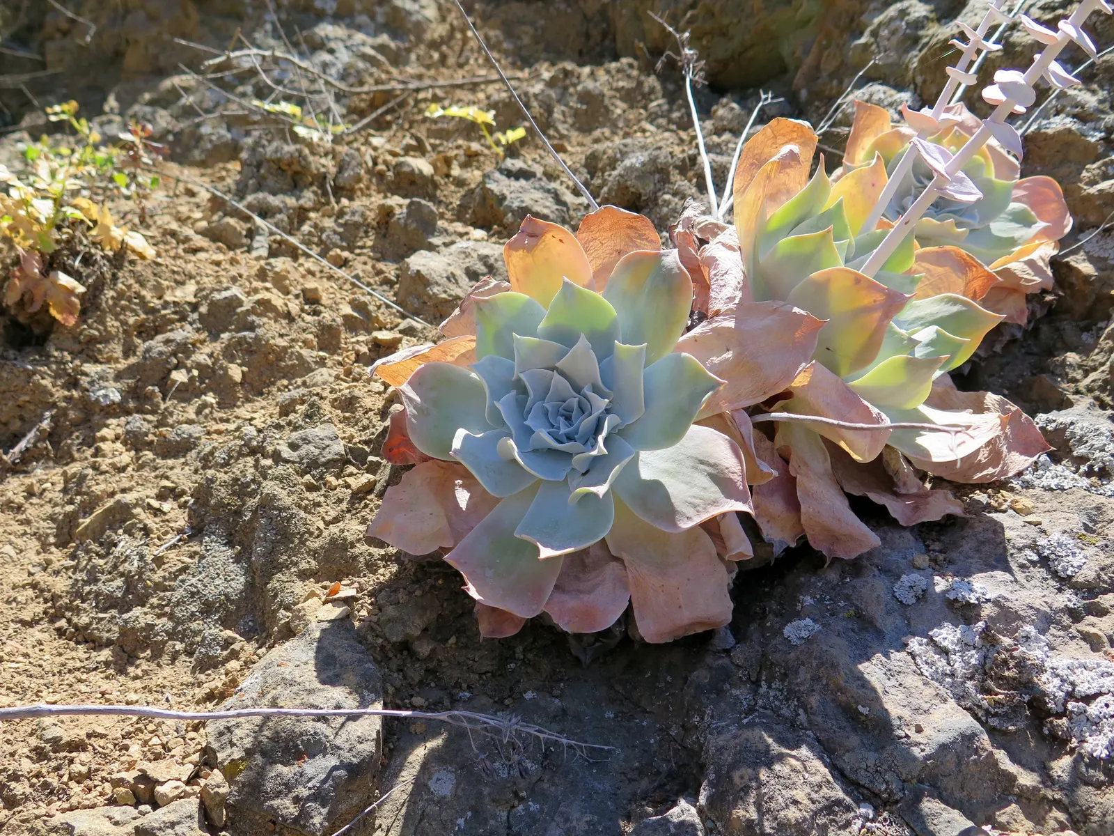 Chalk Dudleya (Dudleya Pulverulenta) — red flowers in the garden