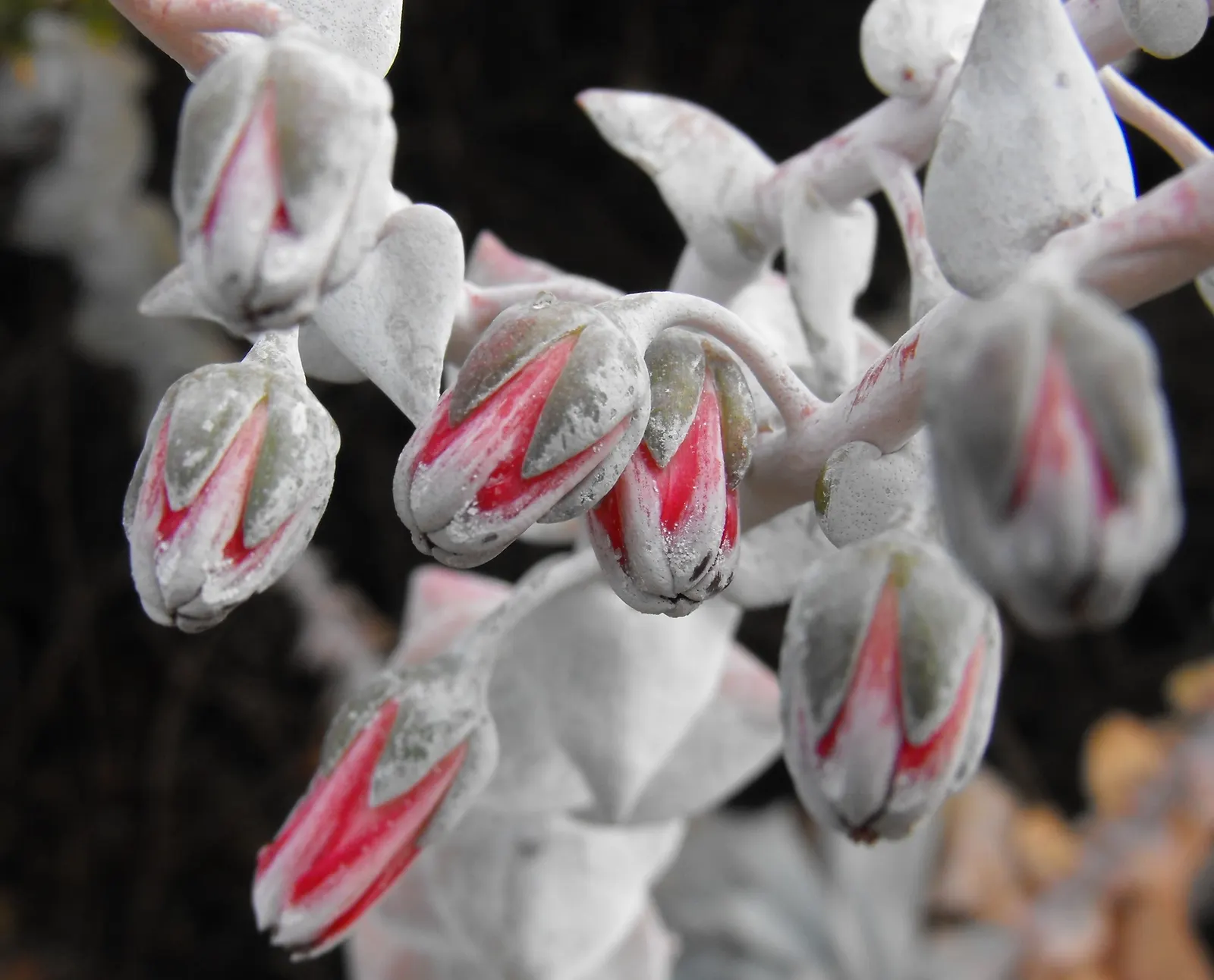 Chalk Dudleya (Dudleya Pulverulenta) — Drought-tolerant and sun-loving