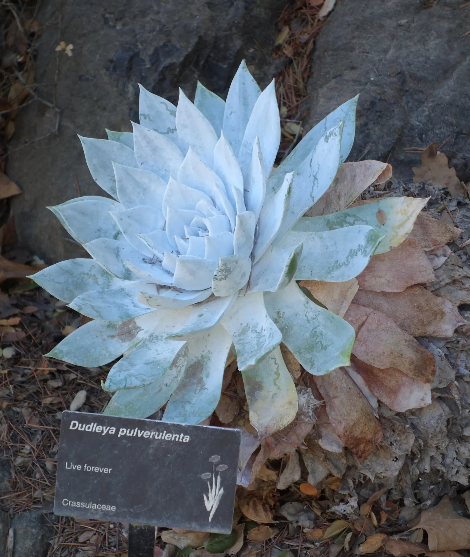 Chalk Dudleya (Dudleya Pulverulenta) — reflecting intense sunlight and offering protection from the harsh coastal elements; and makes the Chalk Dudleya
