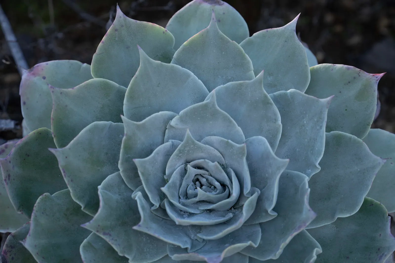 Chalk Dudleya (Dudleya Pulverulenta) — Ideal for rock gardens and Mediterranean landscapes; red flowers in the garden