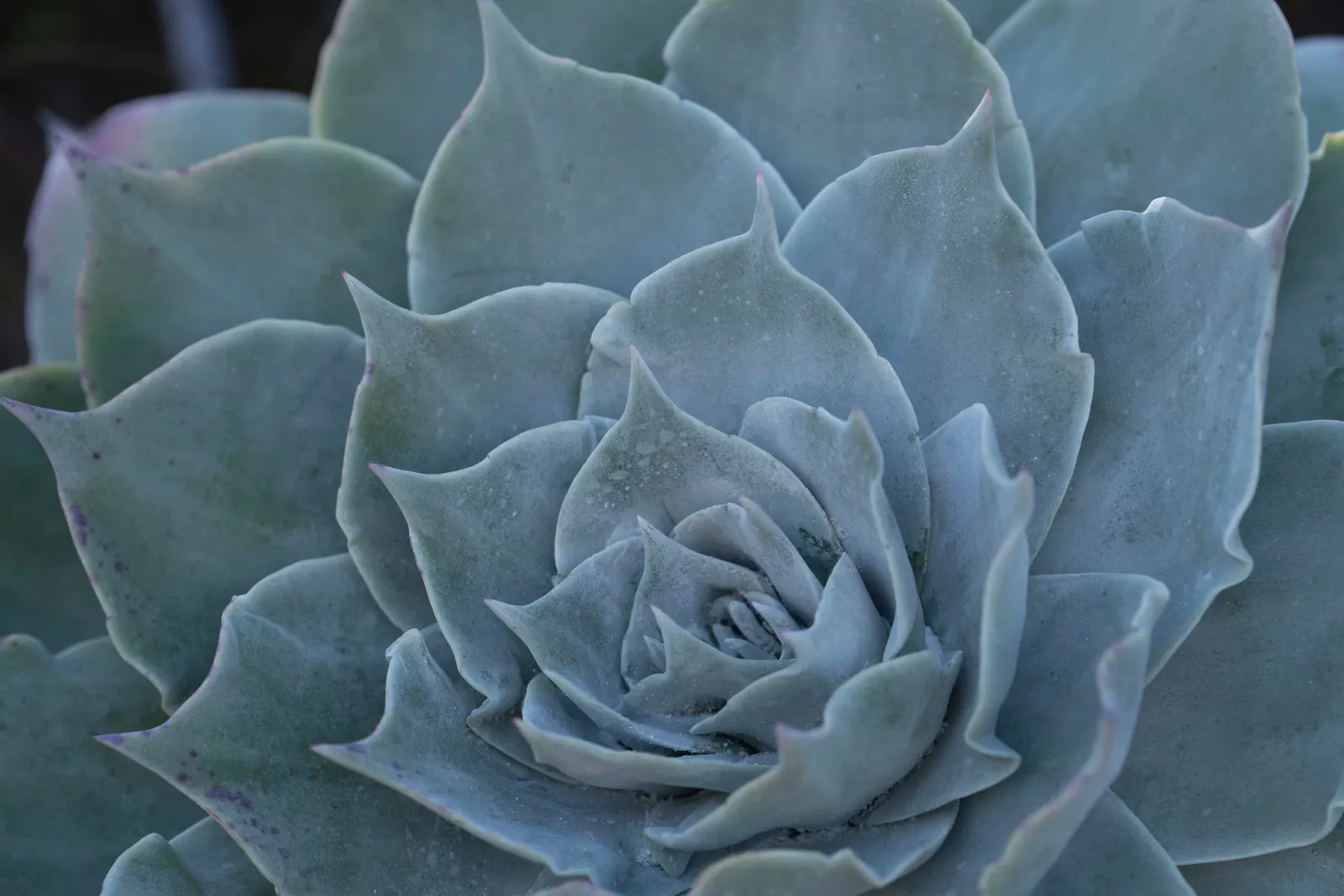 Chalk Dudleya (Dudleya Pulverulenta) — This California native thrives in USDA zones 9-11, prefers well-draining soil, and requires minimal watering; the Chalk