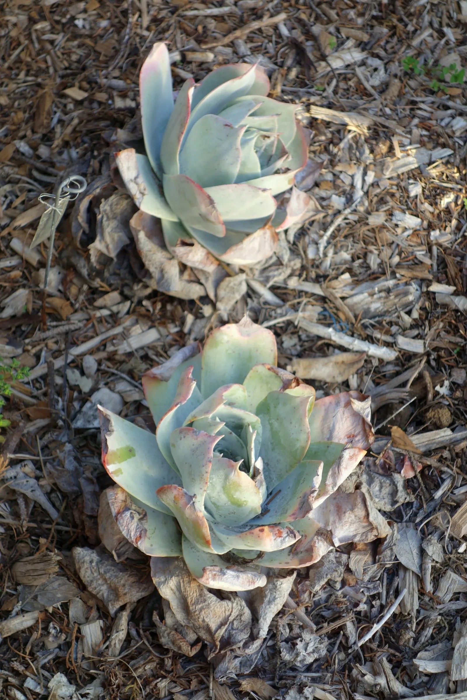 Chalk Dudleya (Dudleya Pulverulenta) — Chalk Dudleya sends up 1- to 2-foot tall flower stalks topped with vibrant red and yellow flowers; regular watering is