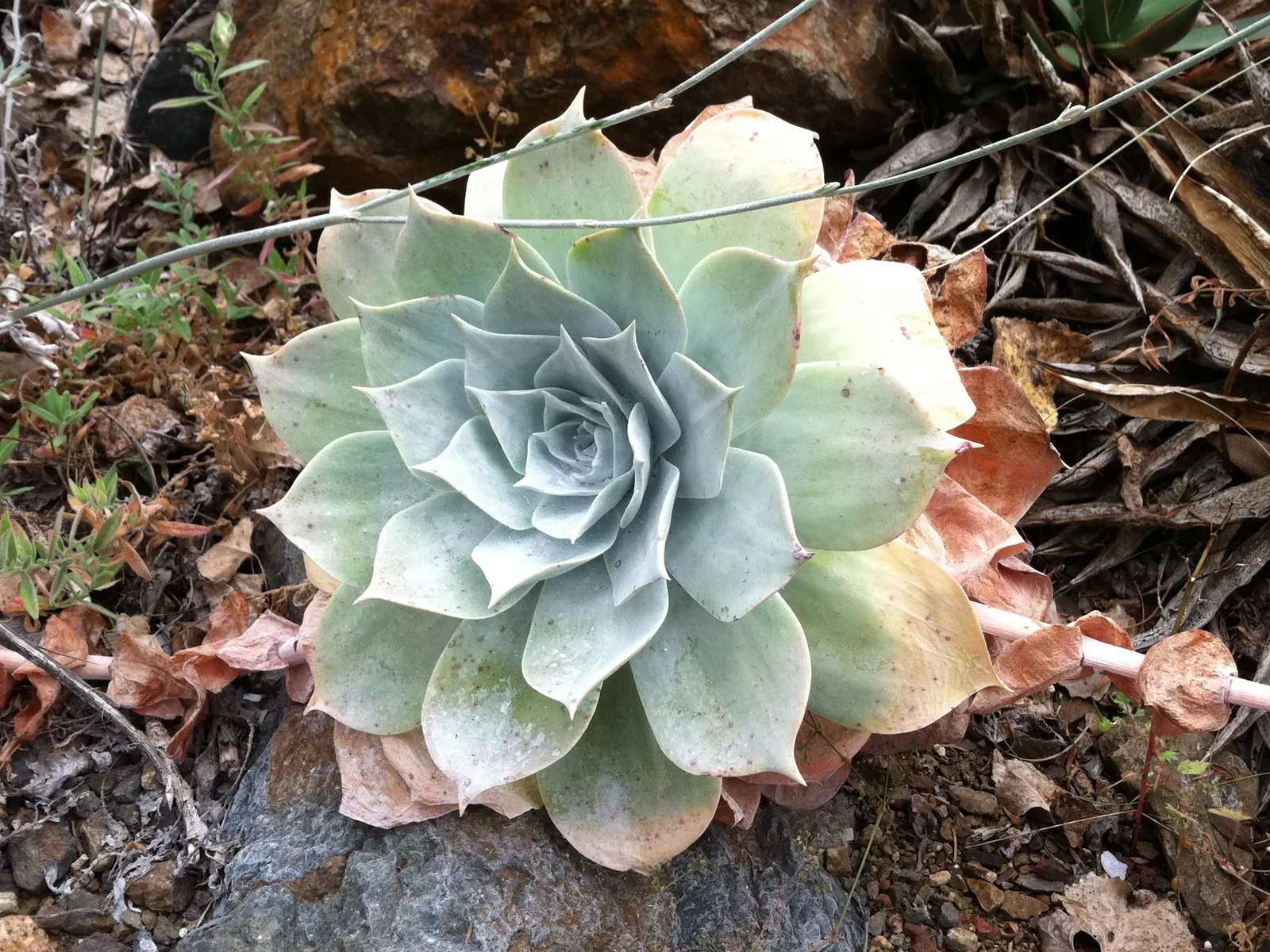 Chalk Dudleya (Dudleya Pulverulenta) — scientifically known as Dudleya pulverulenta; each fleshy leaf uniquely retains a silvery bloom that acts as a sunblock