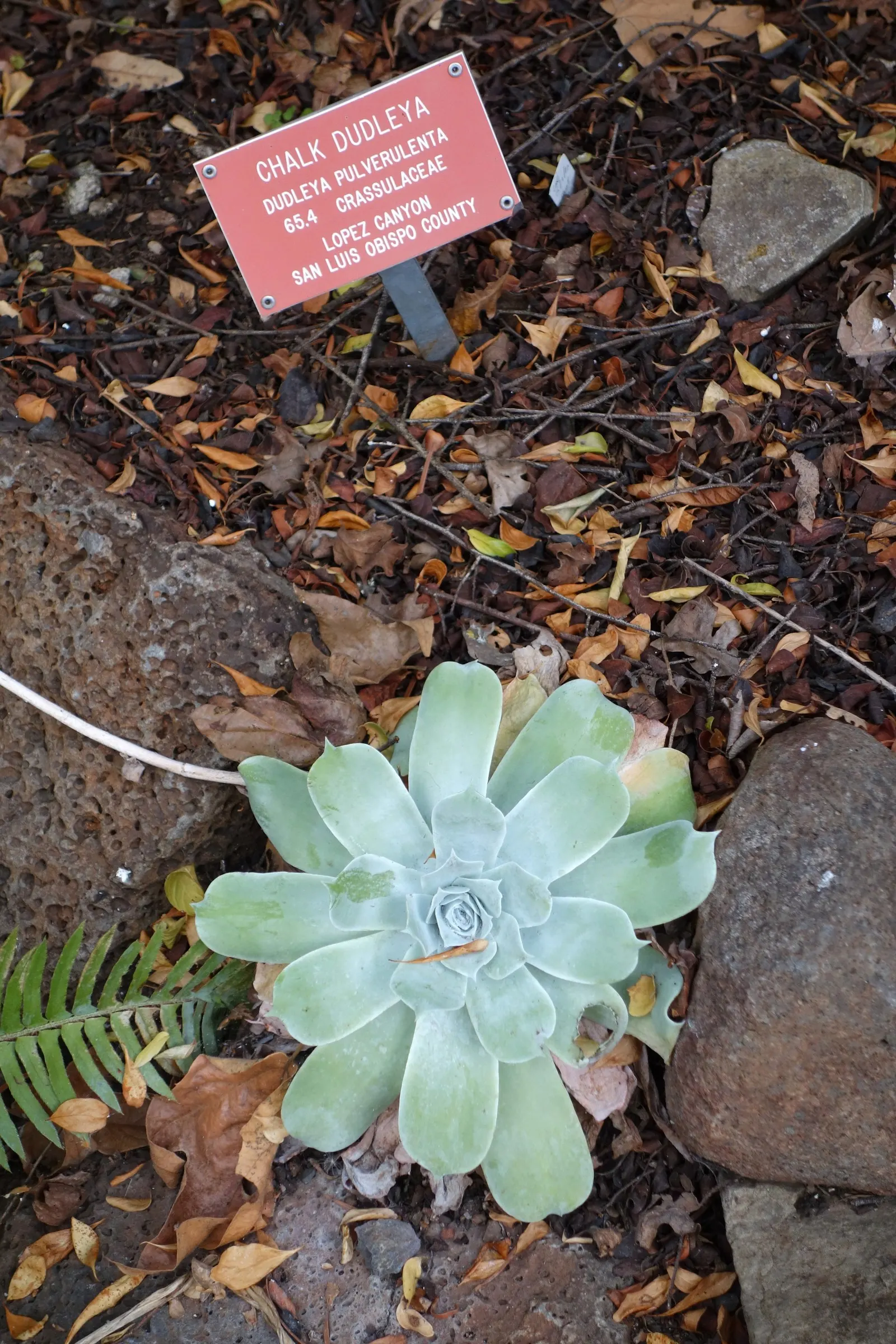 Chalk Dudleya (Dudleya Pulverulenta) — diminishing the need for frequent irrigation; it showcases striking red blooms on 1-2 foot stalks in late spring to