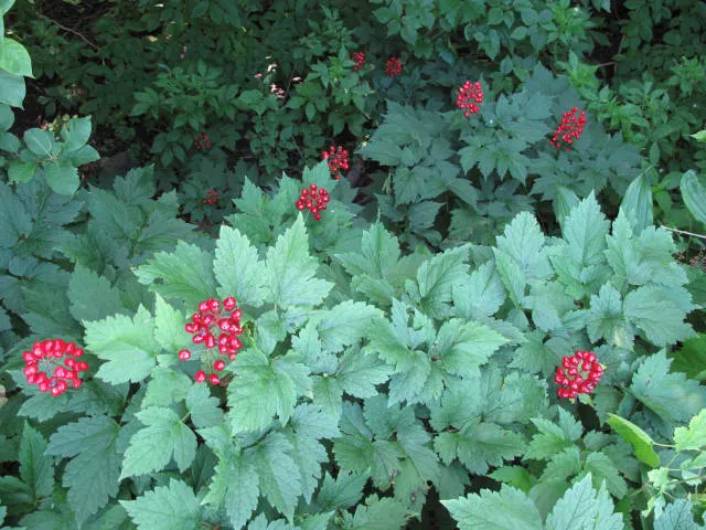 Red Baneberry (Actaea Rubra) — so they should be kept away from children and pets.<br><br>For landscape designs