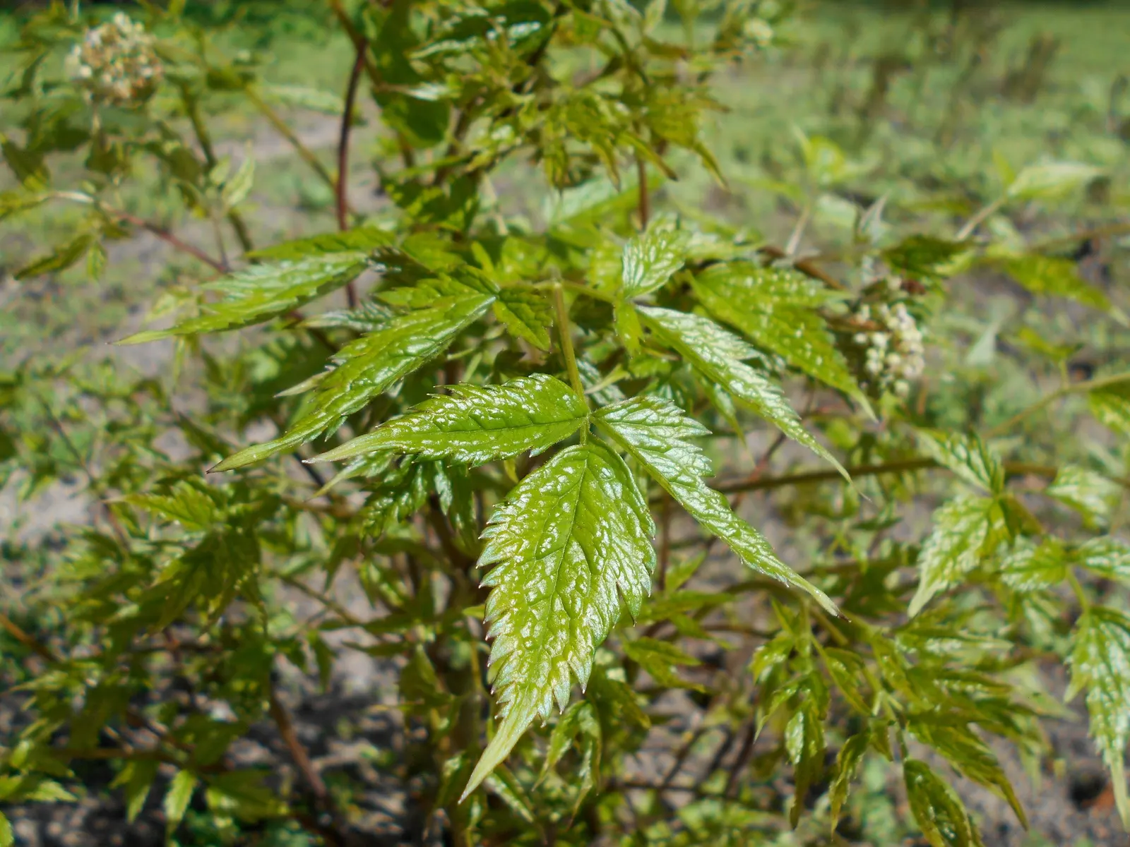 Red Baneberry (Actaea Rubra) — especially in dry periods; red Baneberry (Actaea rubra) is a shade-tolerant perennial native to North American woodlands