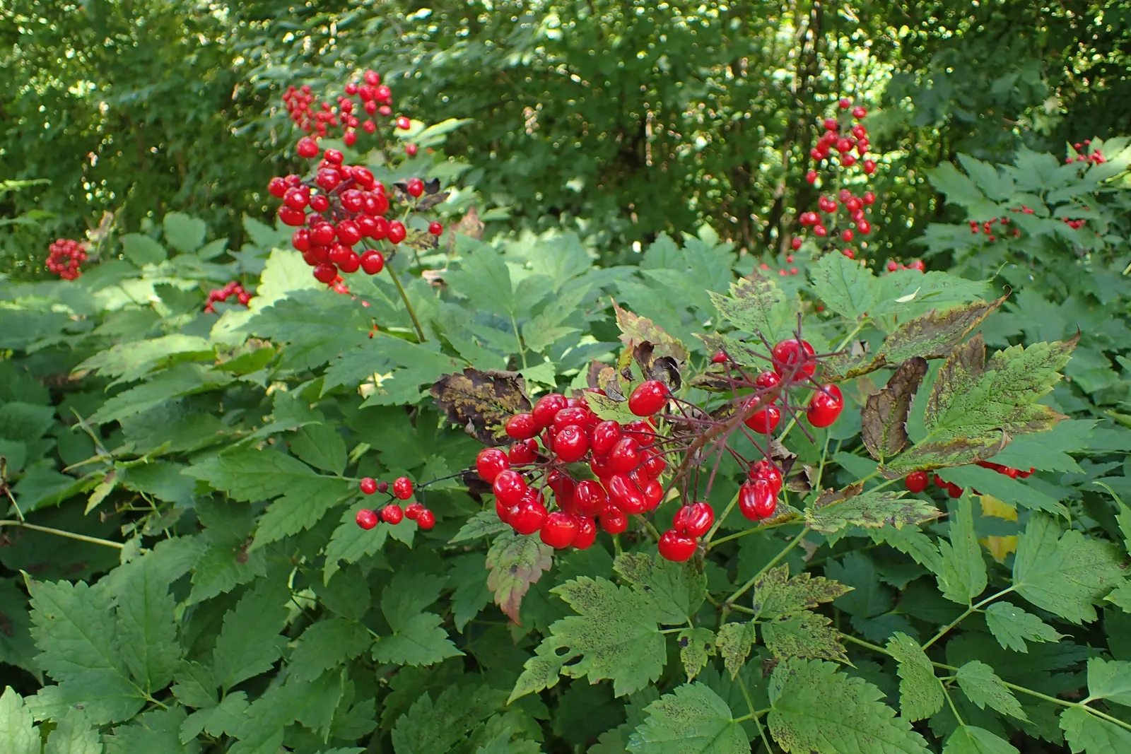 Red Baneberry (Actaea Rubra) — the true spectacle begins as the plant produces vivid red berries; <br><br>The foliage of Red Baneberry is a lush deep green