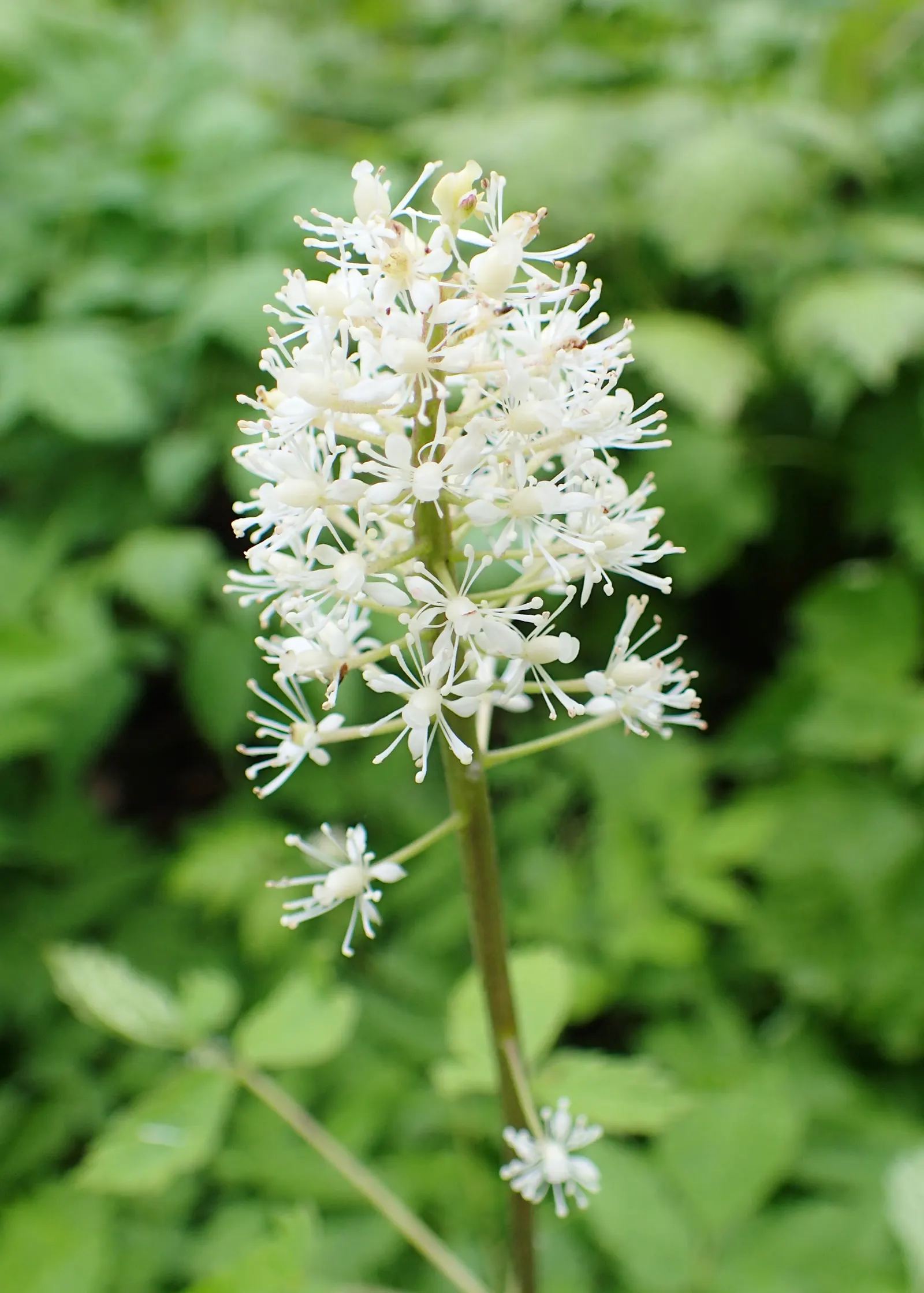 Red Baneberry (Actaea Rubra) — Red Baneberry is an excellent choice for naturalistic plantings; in late spring to early summer, image 70