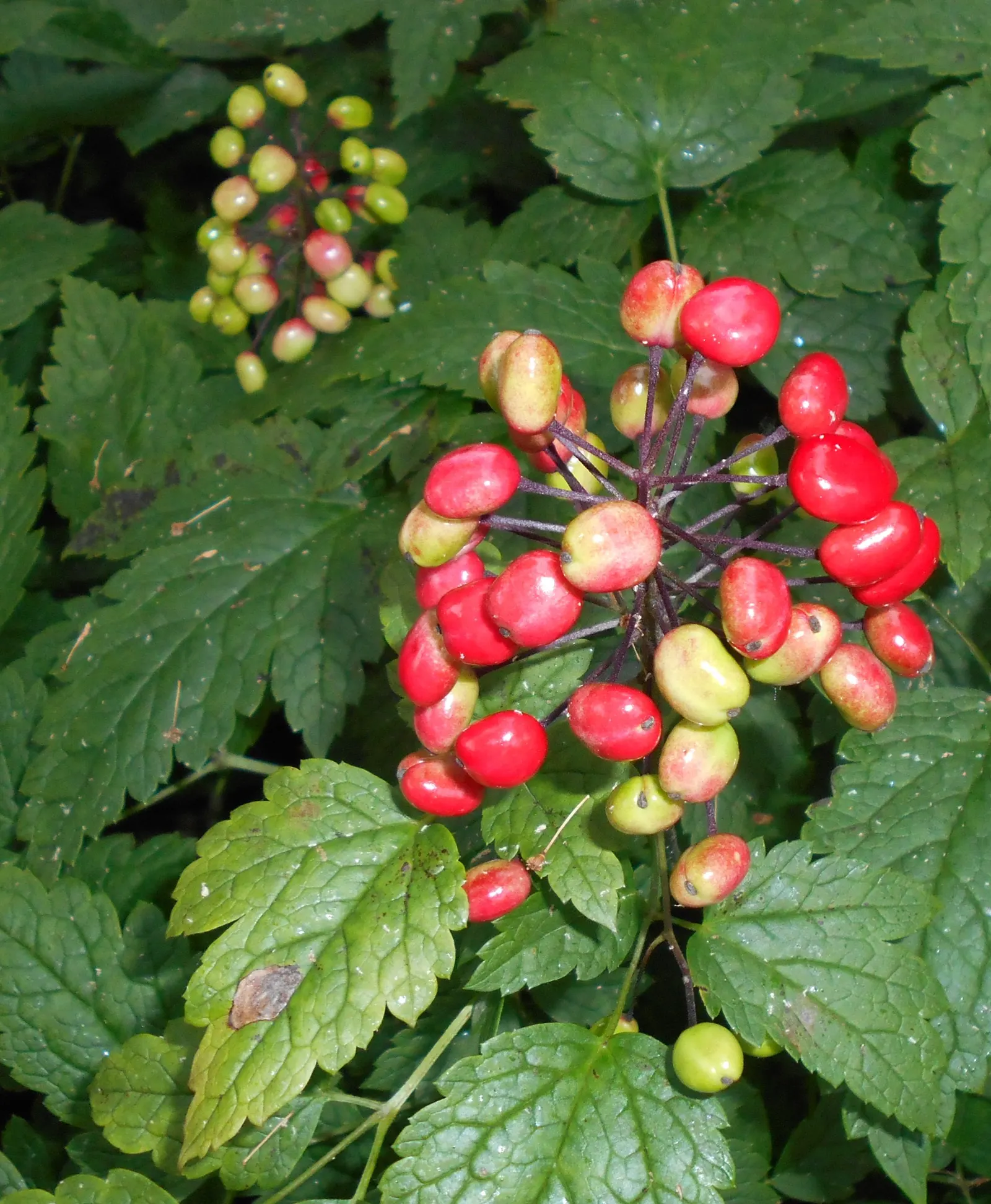 Red Baneberry (Actaea Rubra) — with compound leaves that are finely divided into toothed leaflets; each about 1/3 to 1/2 inch in diameter